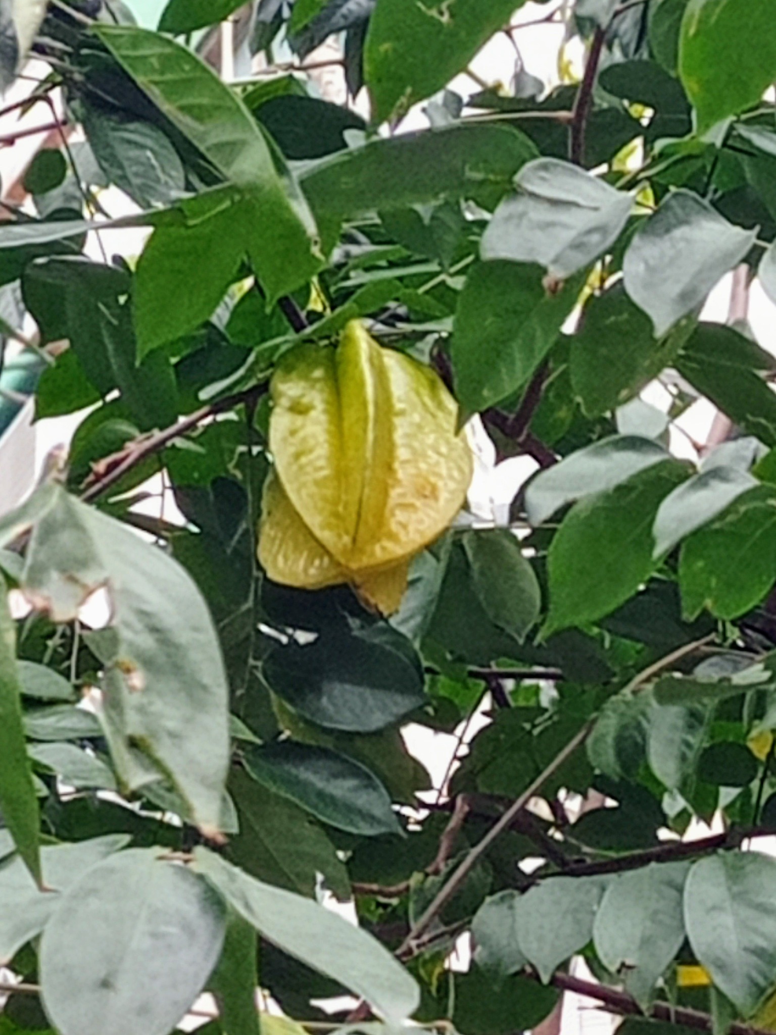 一粒楊桃高高掛