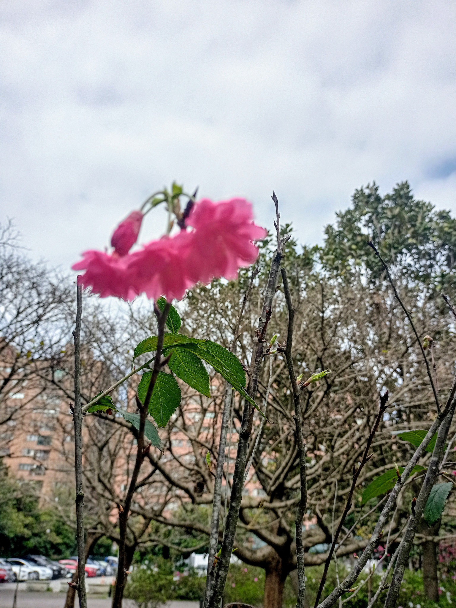 驚艷山櫻花一簇高懸獨秀