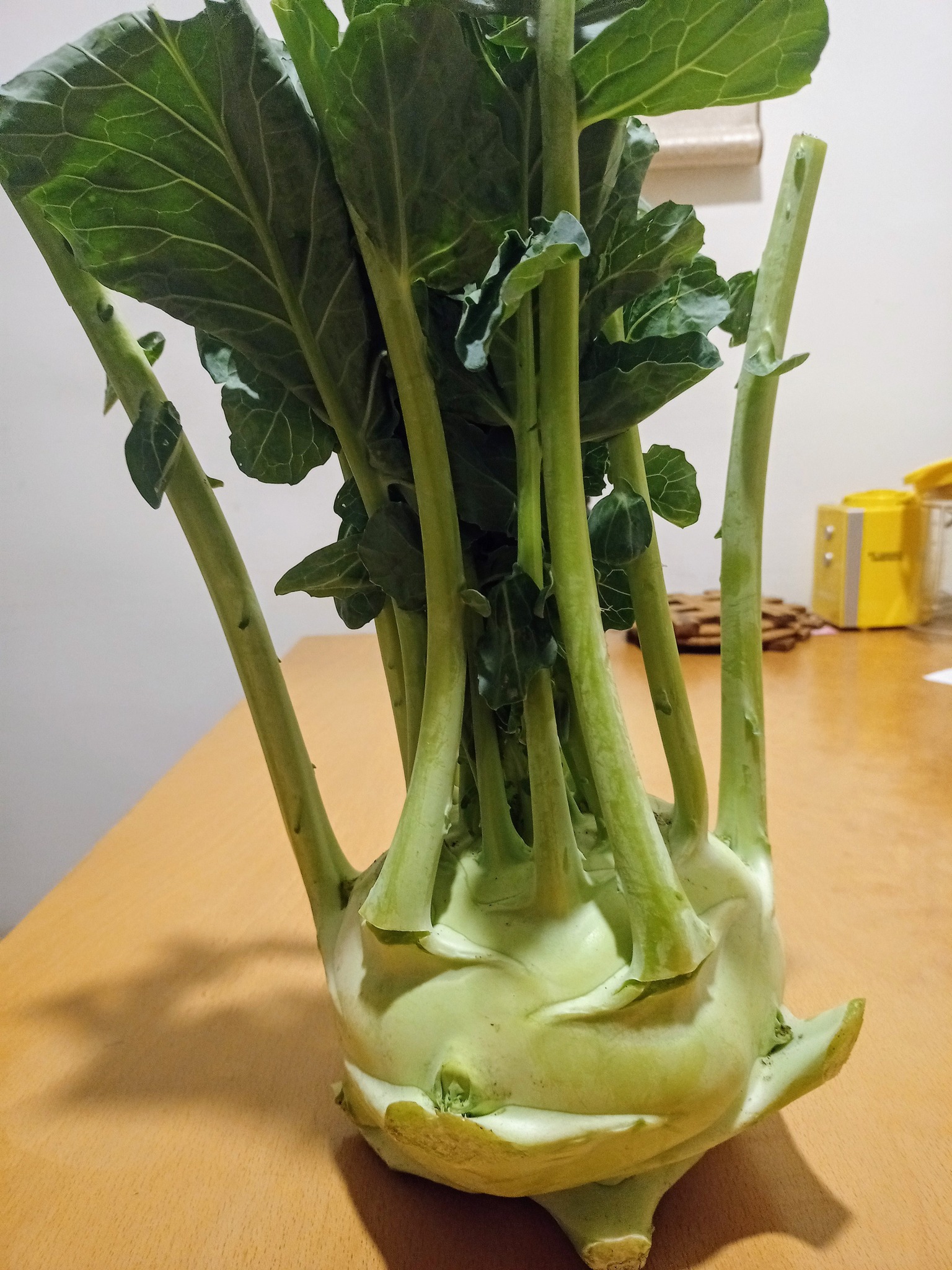 美麗的錯誤結頭菜不是大頭菜