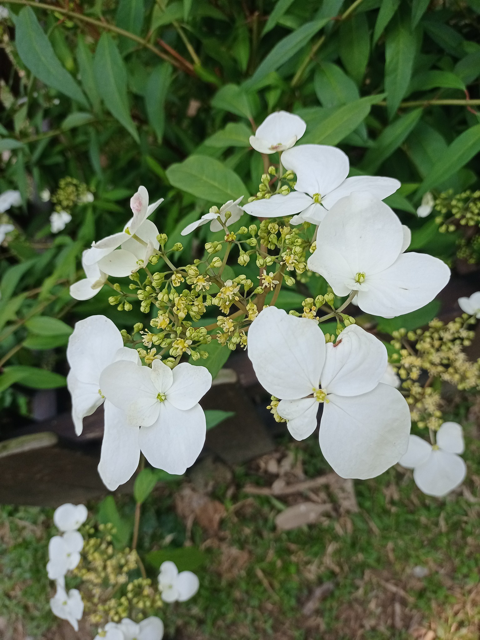 類仙花？華八仙