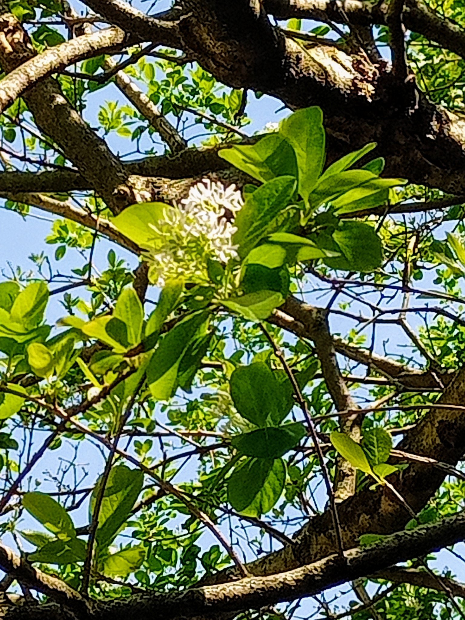 驚艷流蘇花搶開