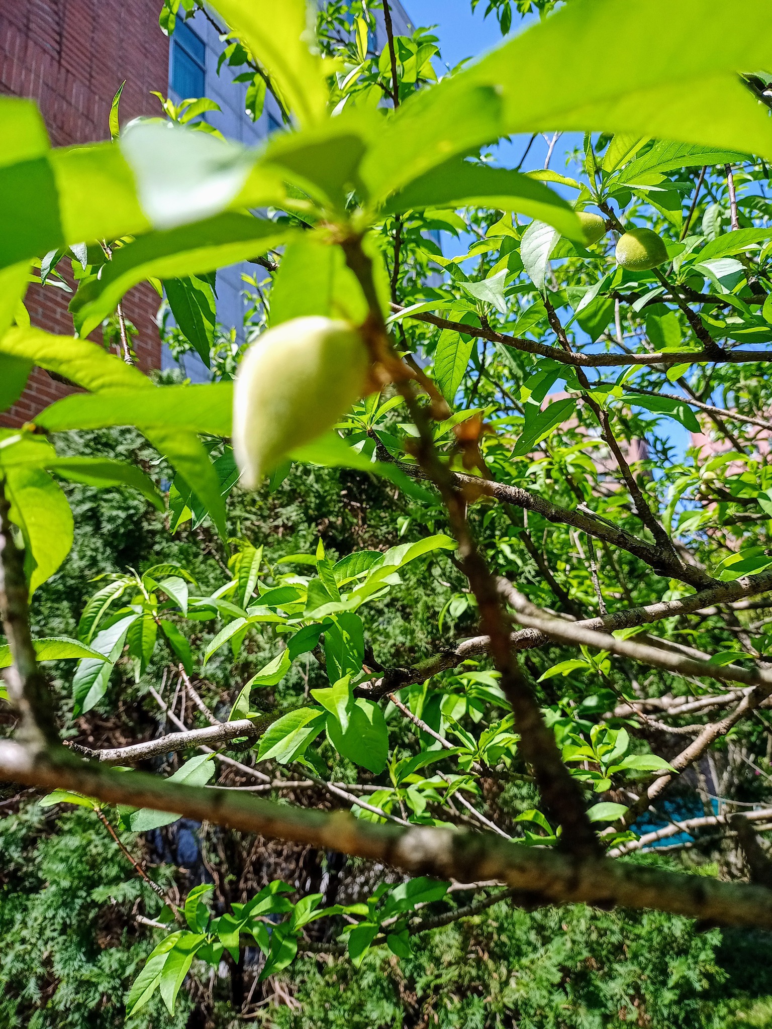 一粒青桃，一吉祥