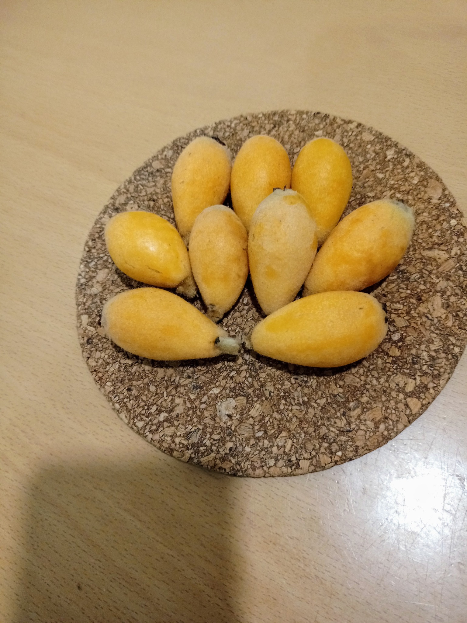 枇杷，備四時之氣