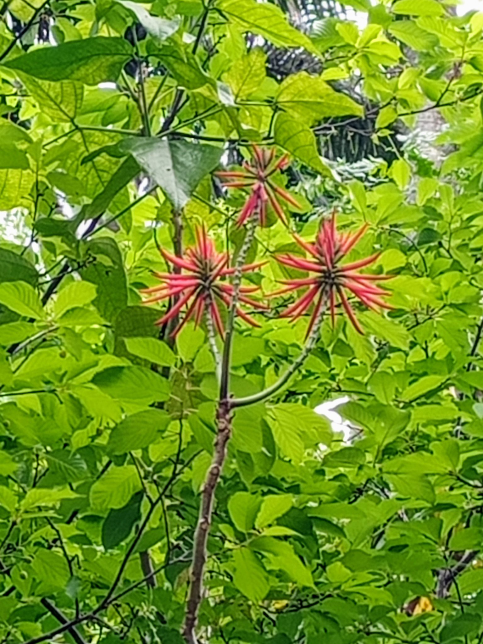 美麗刺桐開紅花
