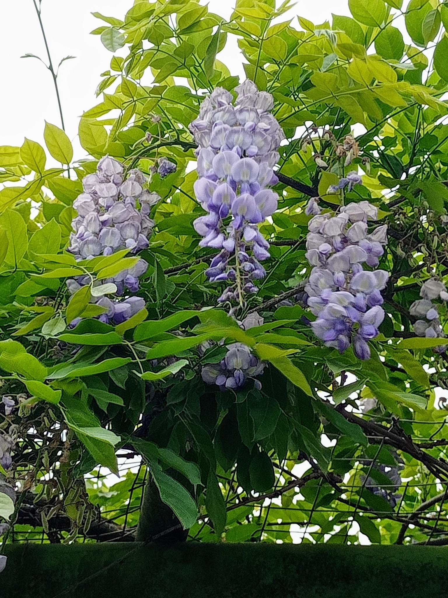 紫藤花，祥瑞之氣