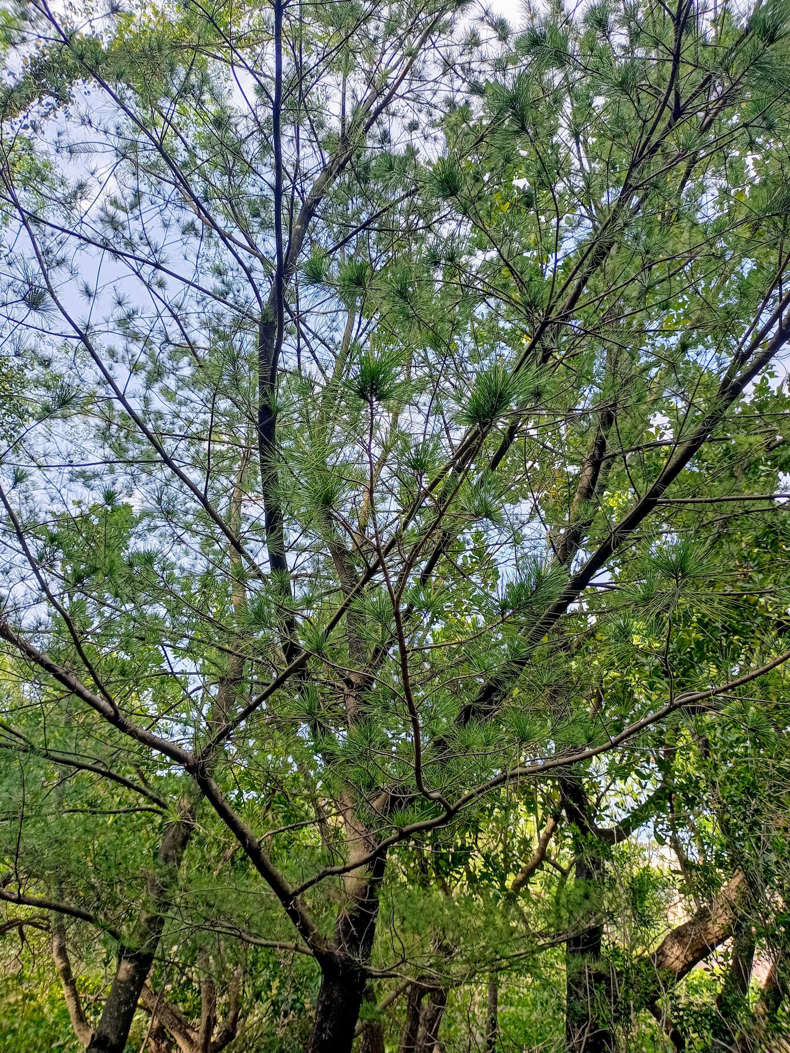 藏風聚氣讚嘆台灣五葉松