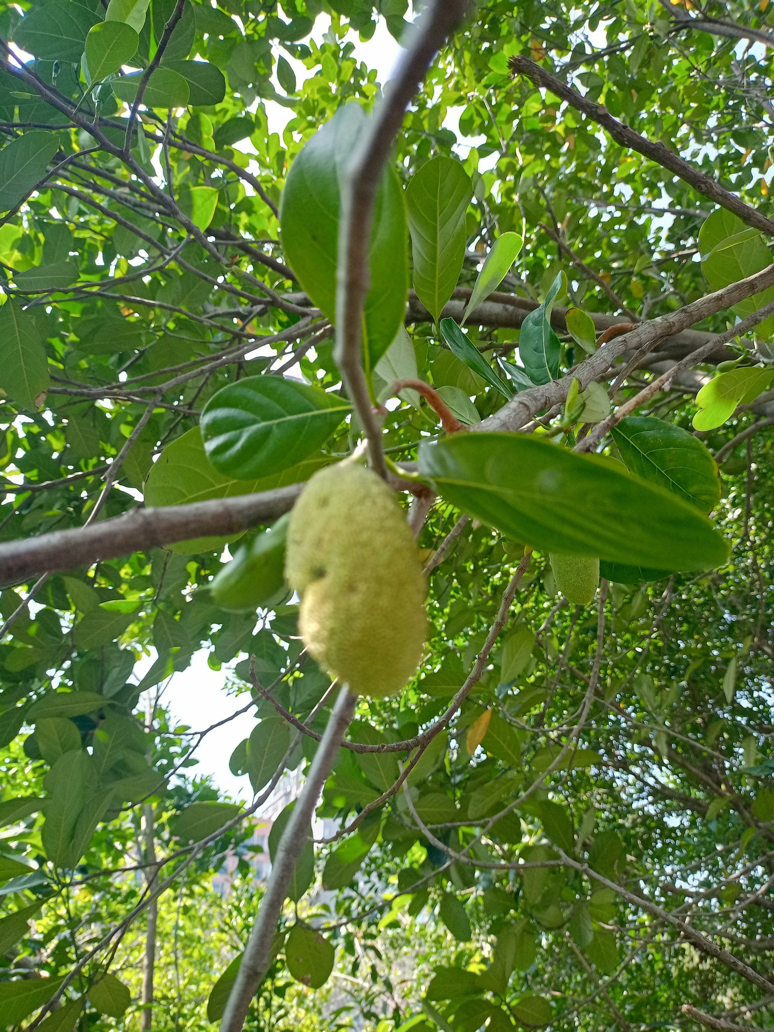 波羅蜜，聖與俗