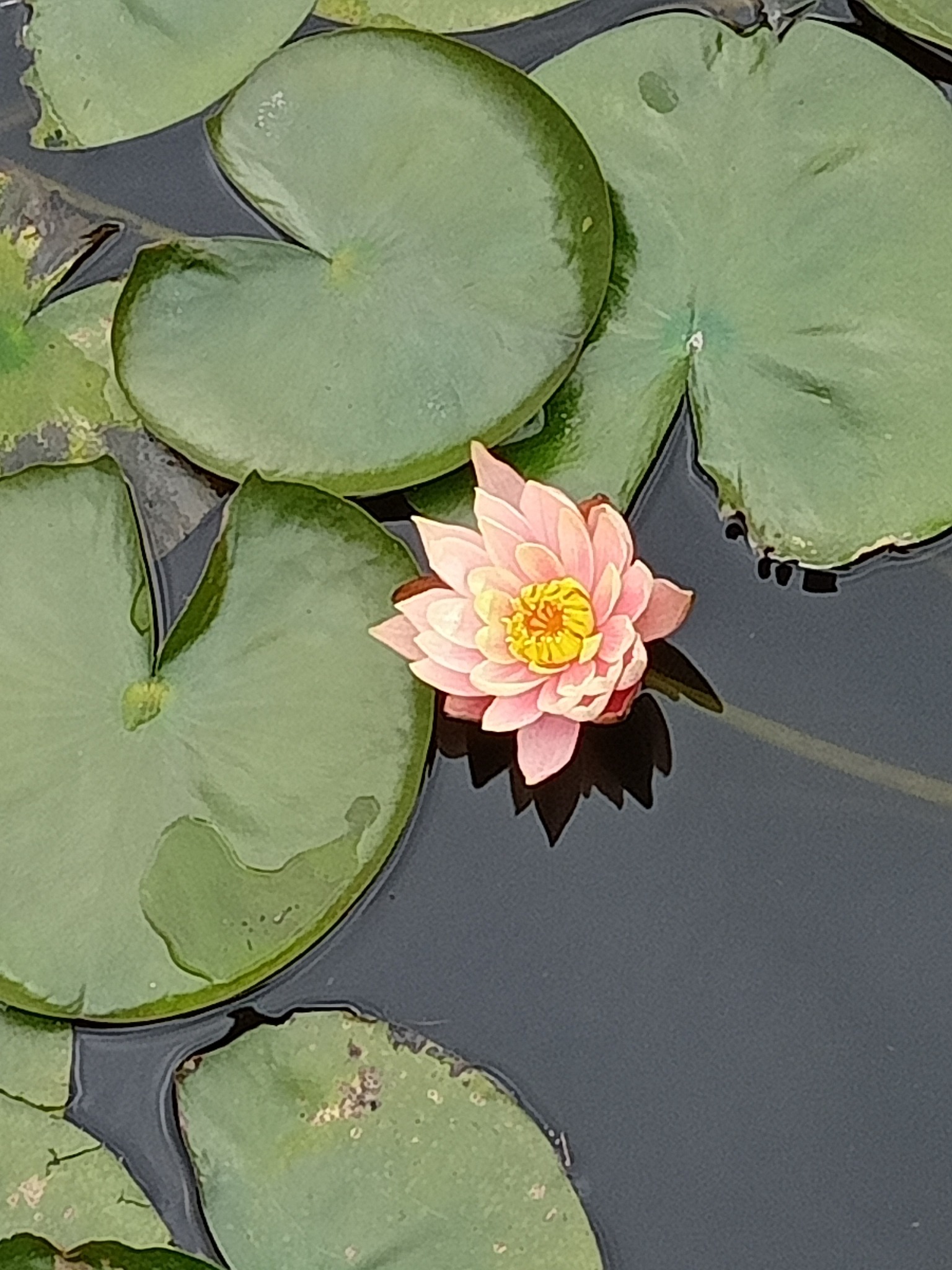 驚艷水中仙女-睡蓮