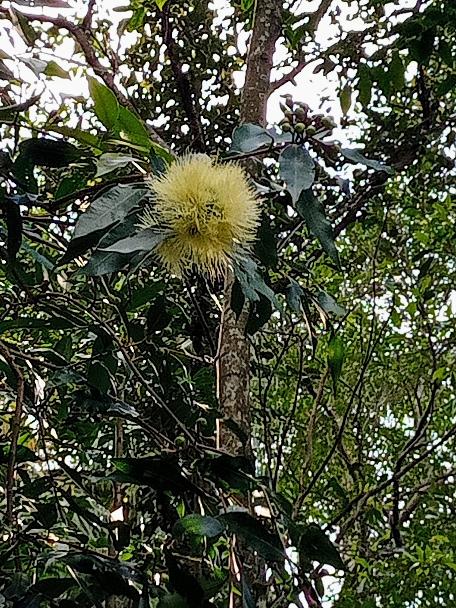 名“桃”卻非桃