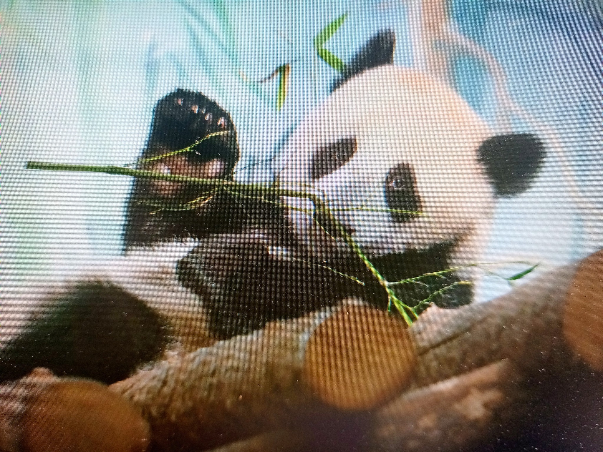 “我獨立生活了！”