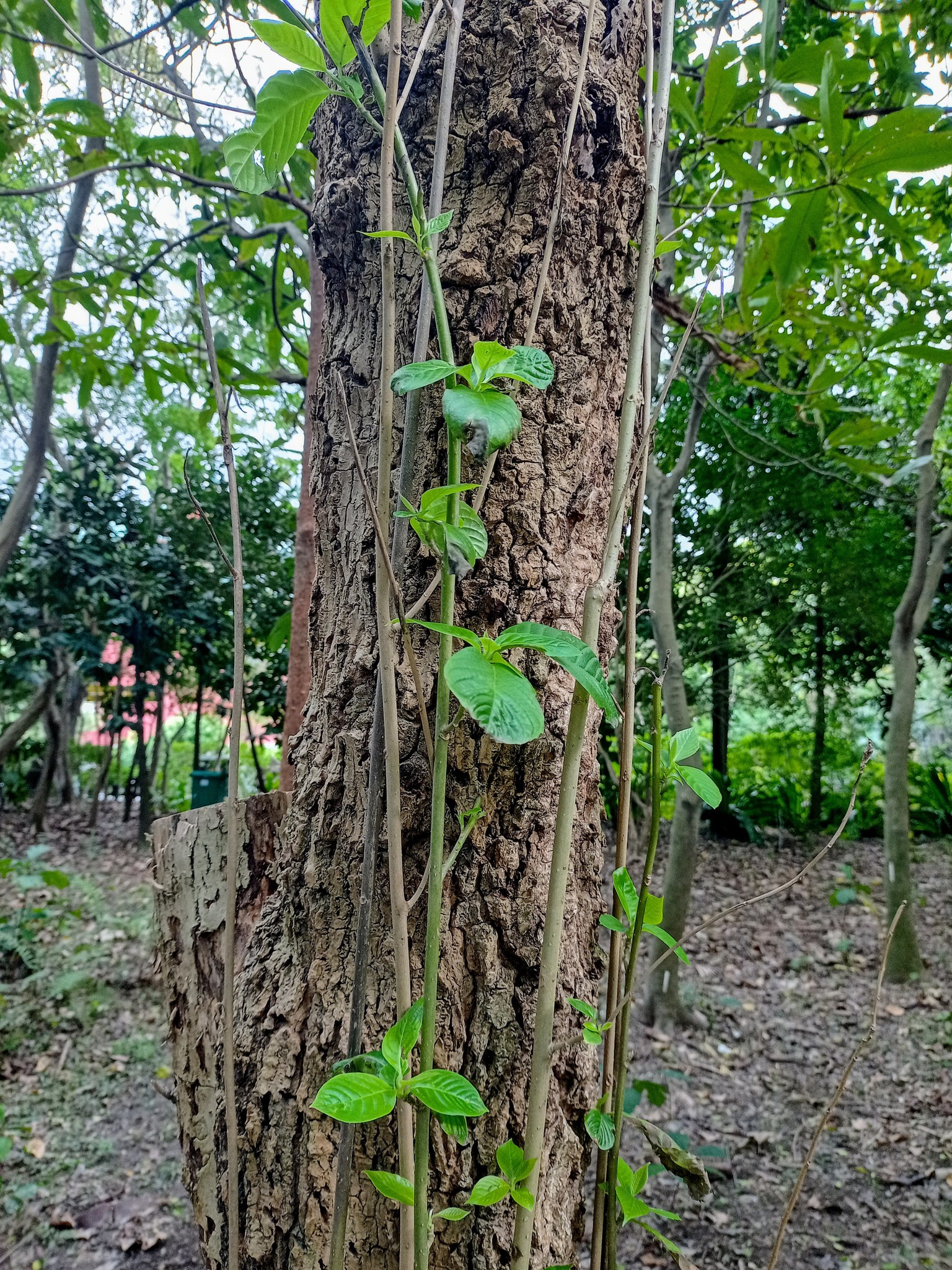 藤葉抱喜樹，報喜