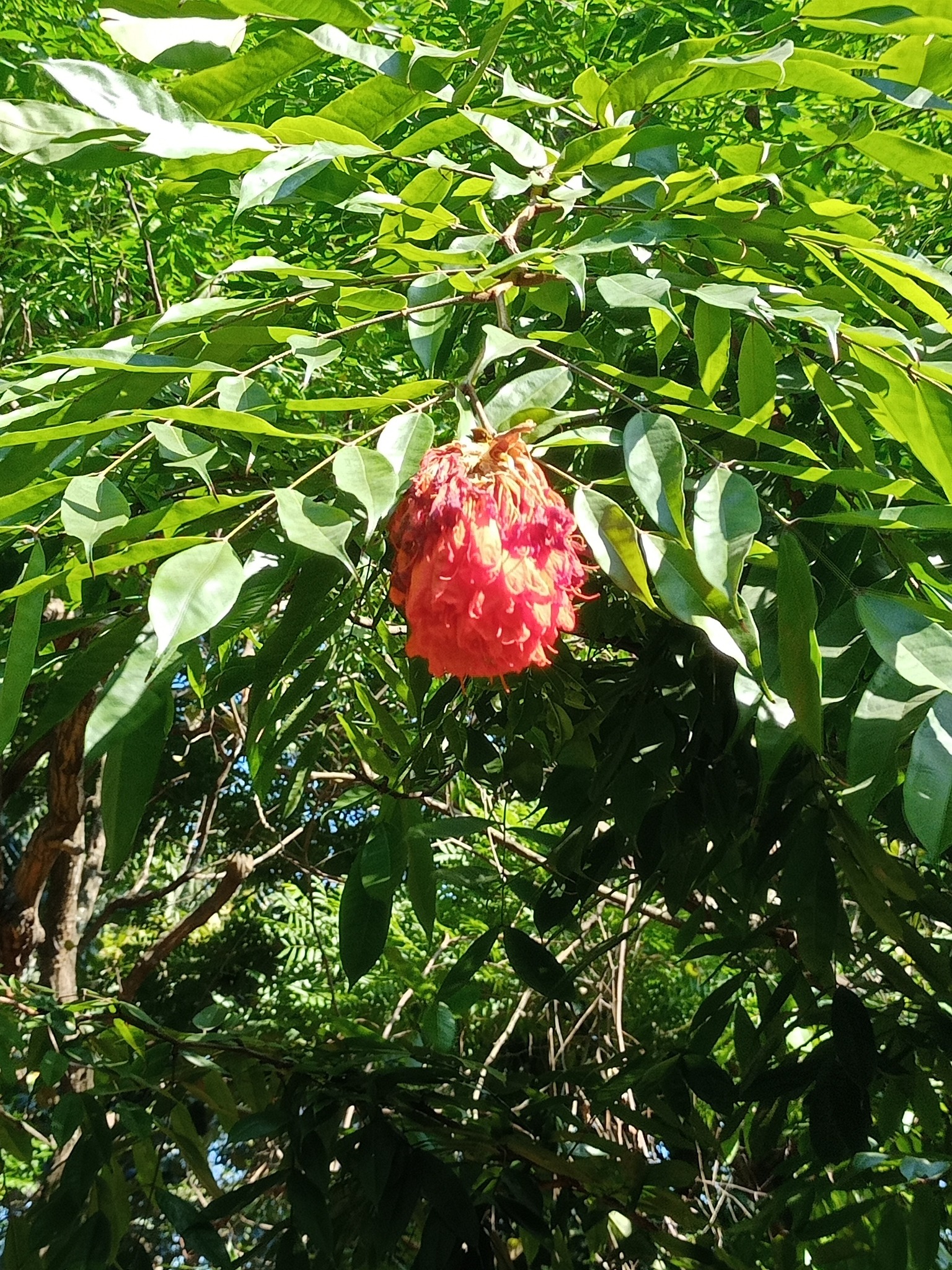 枝條垂下紅綵球