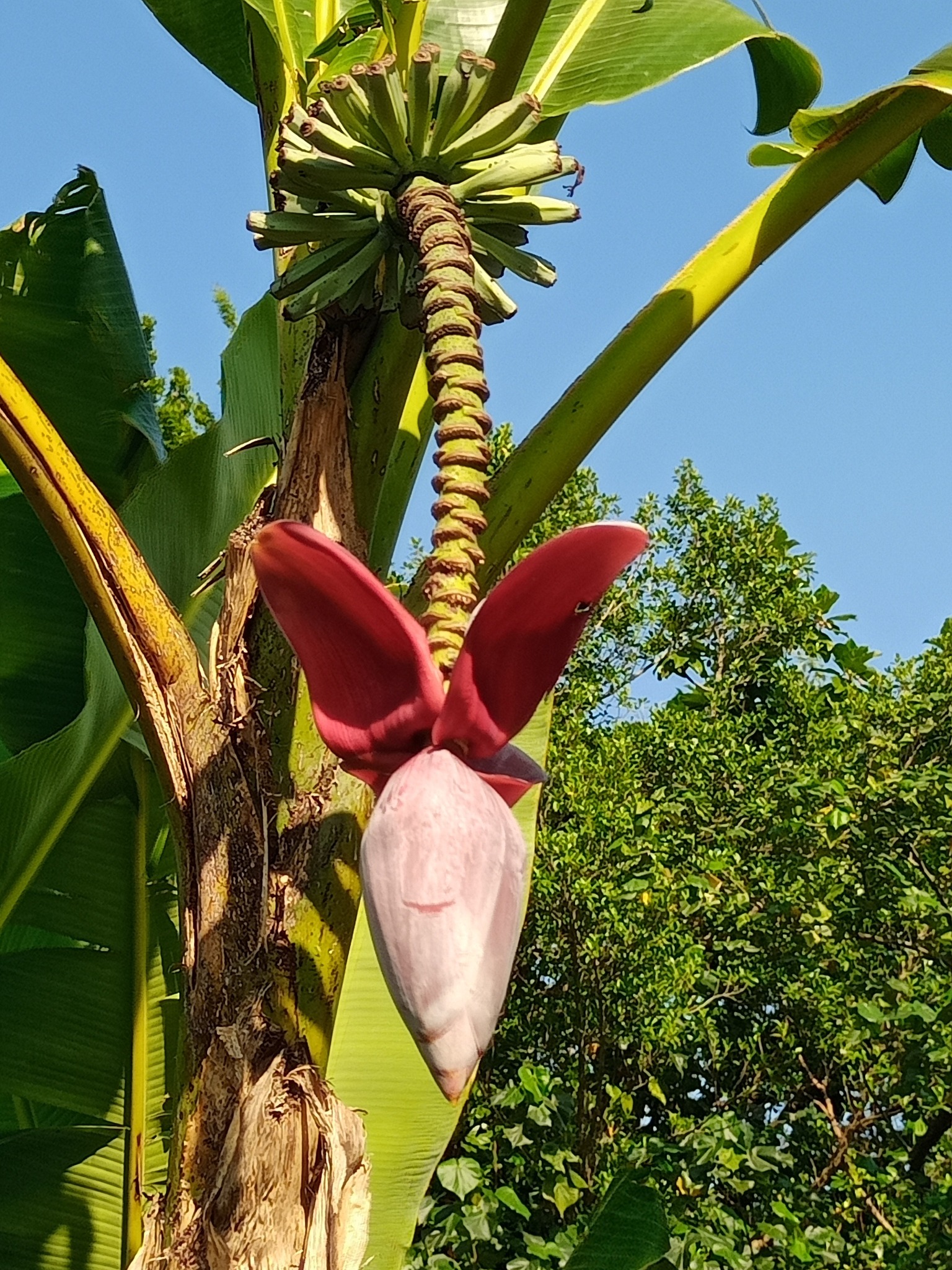 拔蕉，氣概不凡