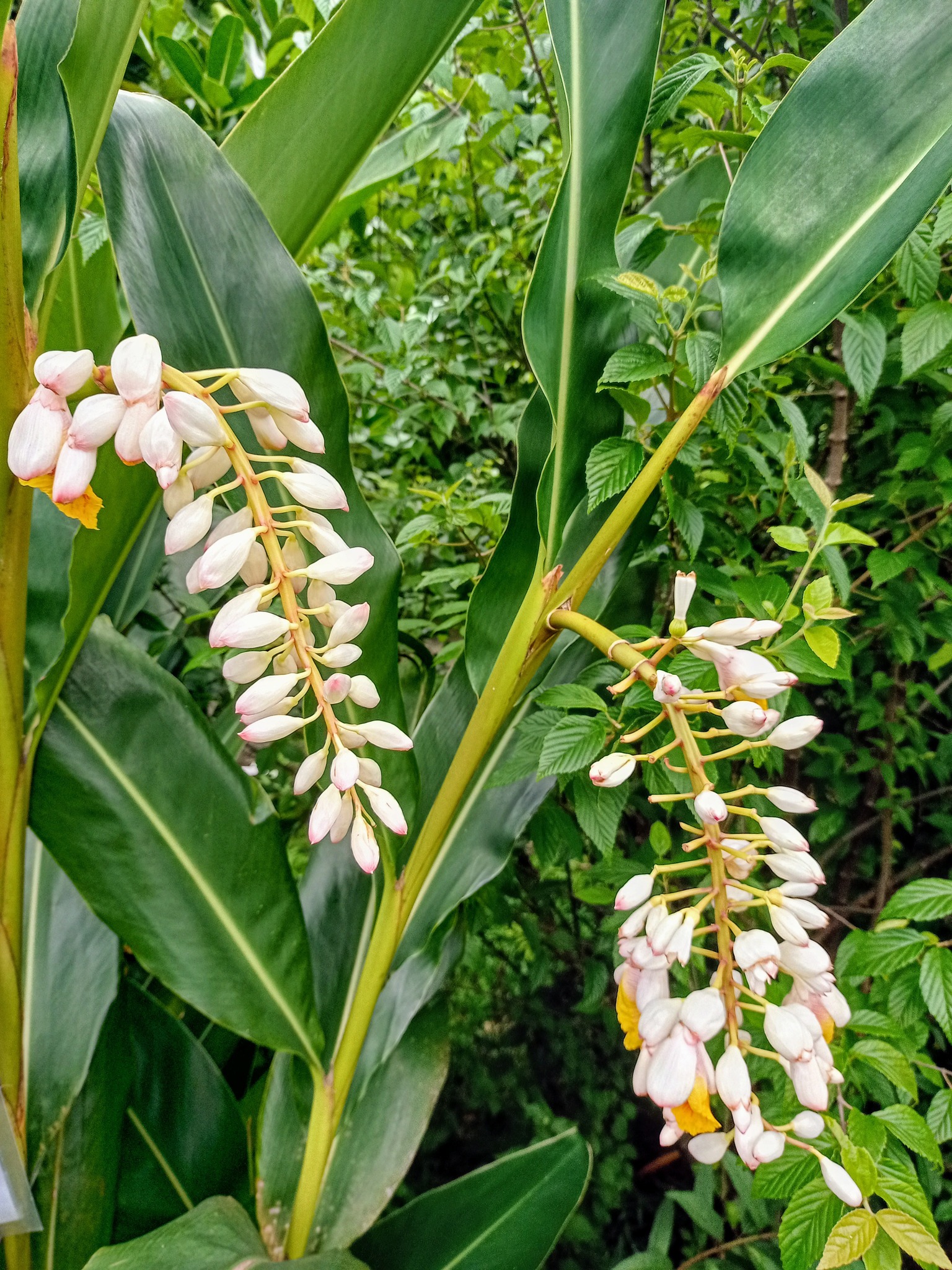 月桃花，迎端午