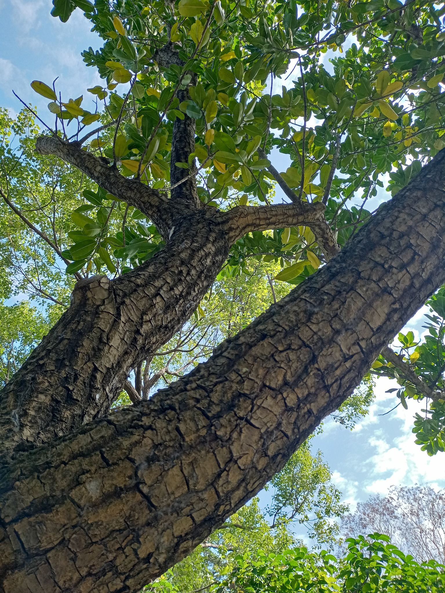 龍華樹？瓊崖海棠