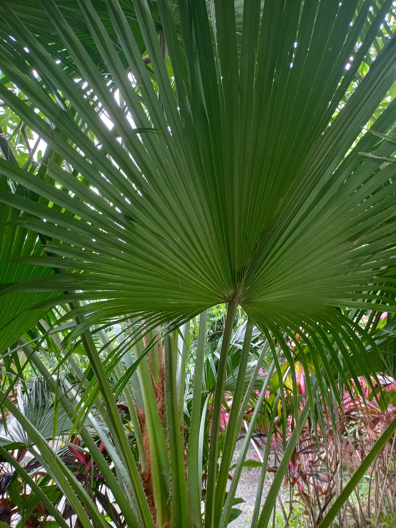 讚嘆蒲葵，風最美