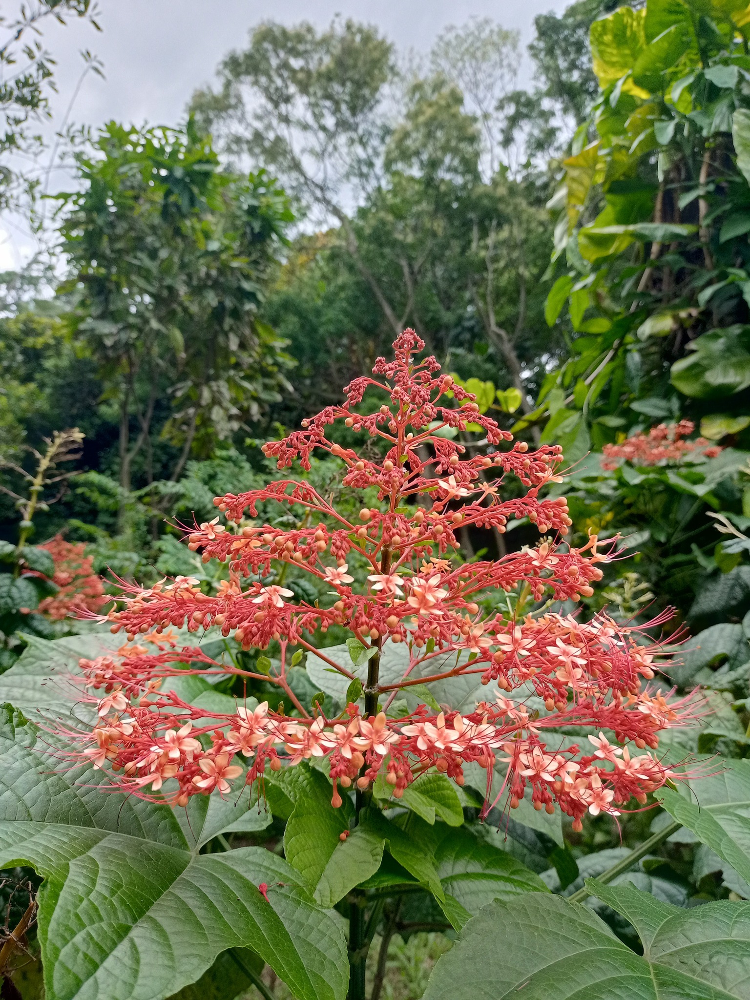 遲到，寶塔龍船花