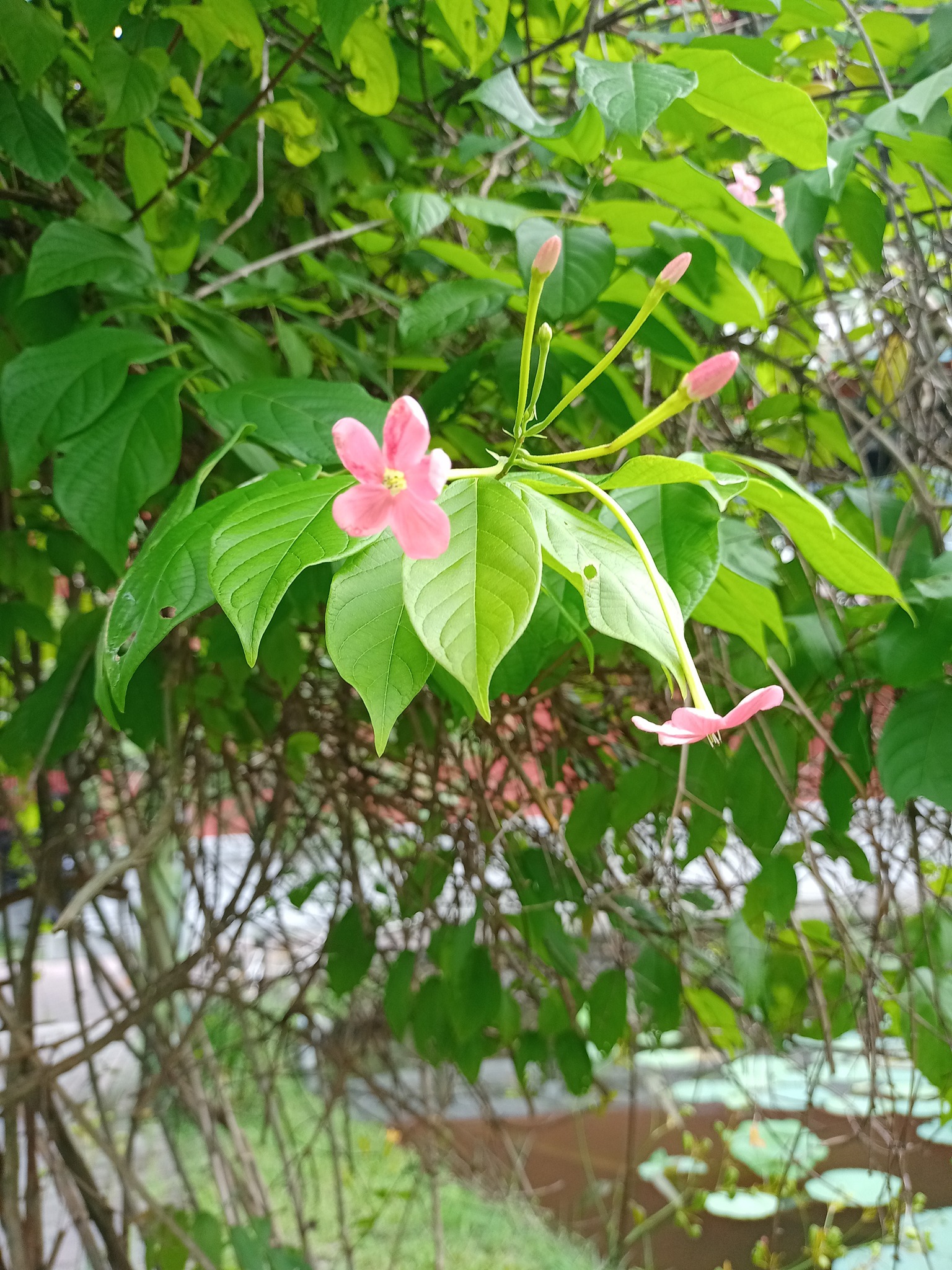 好花名，“使君子”