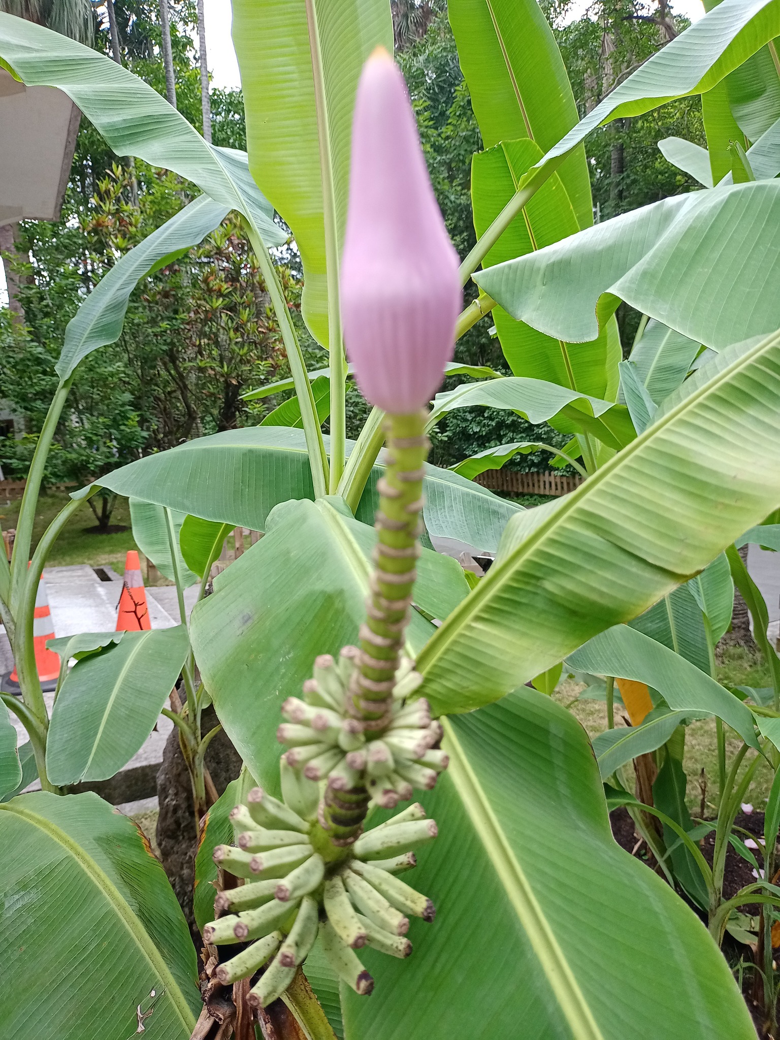 紫夢幻蕉地上長蓮花