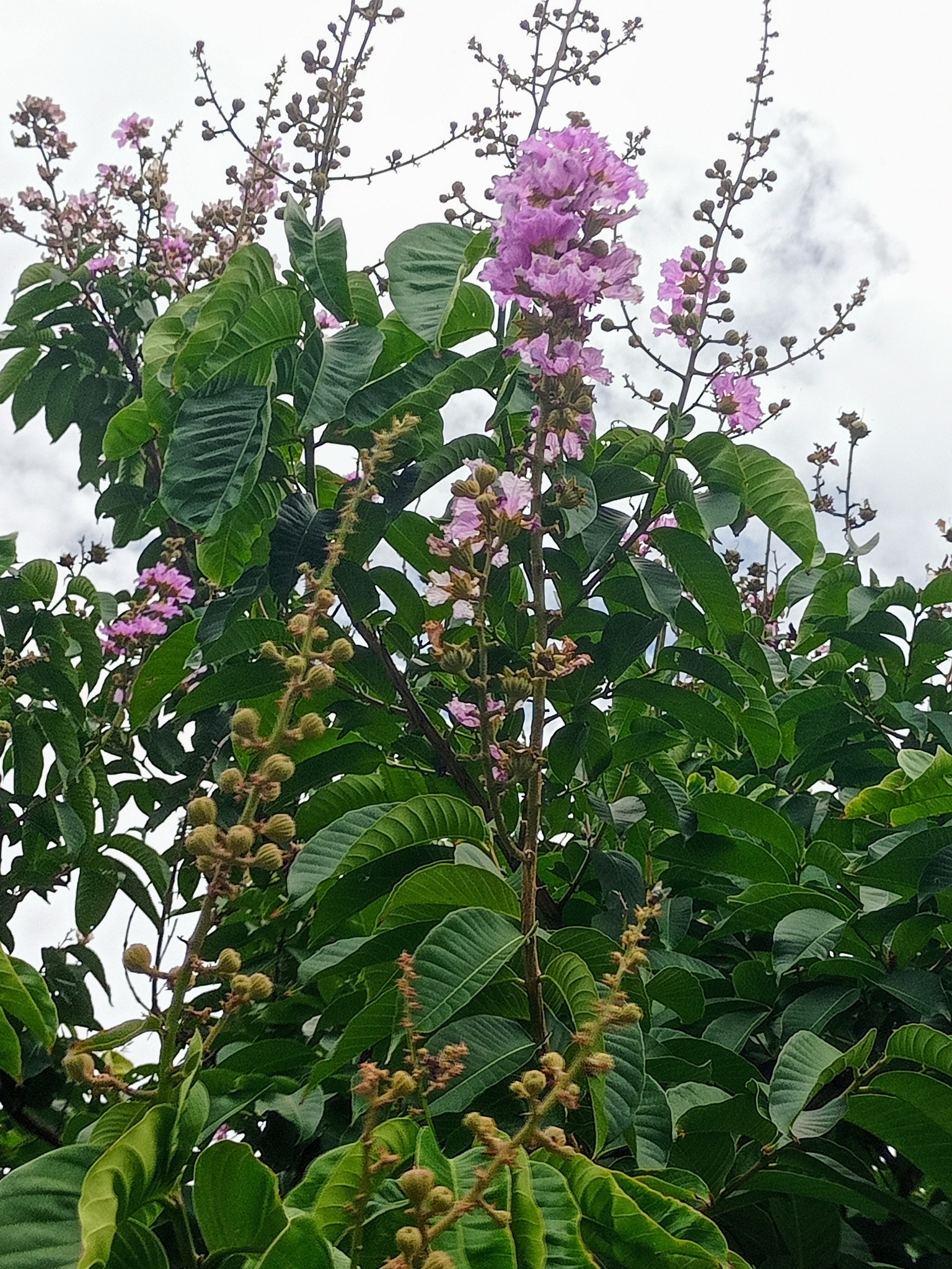 大花紫薇，百日紅