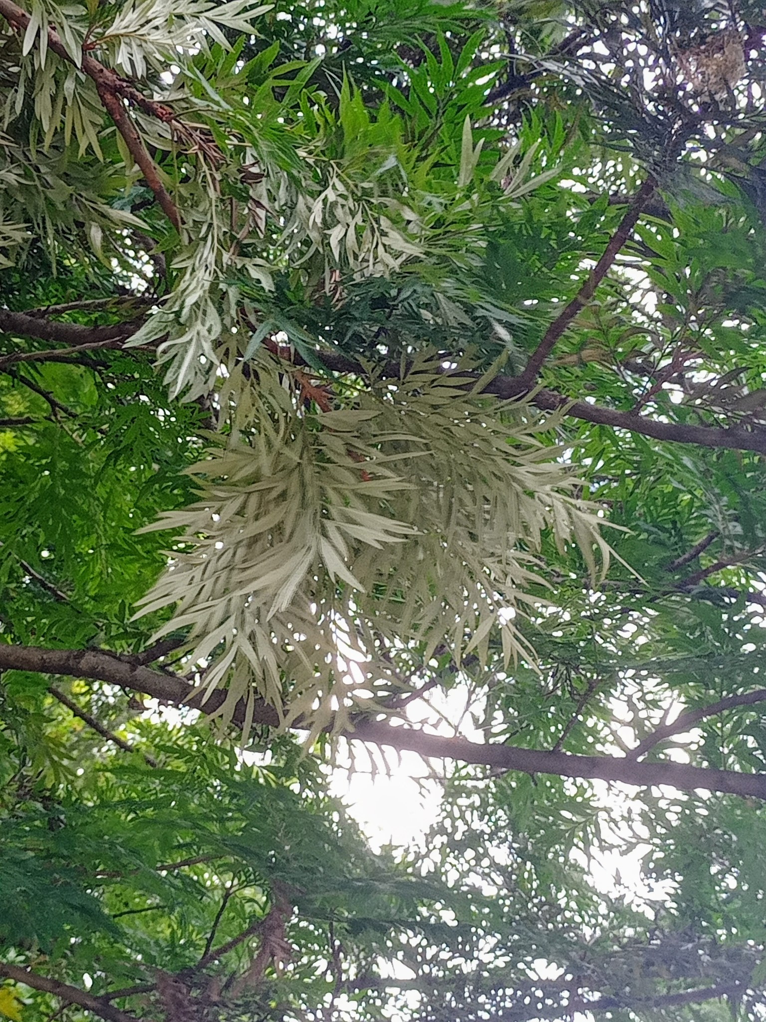 銀樺樹吐銀葉，妙