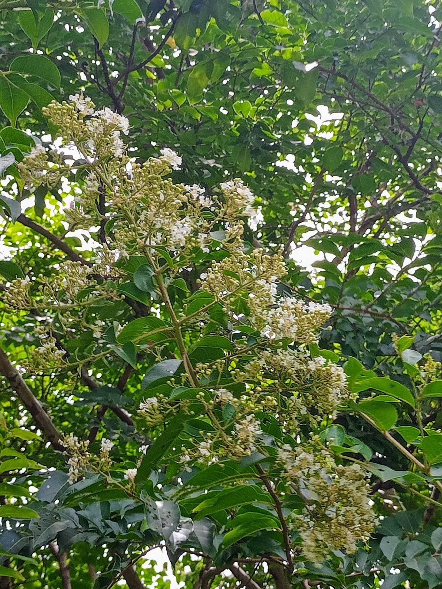 九芎開花，去久窮