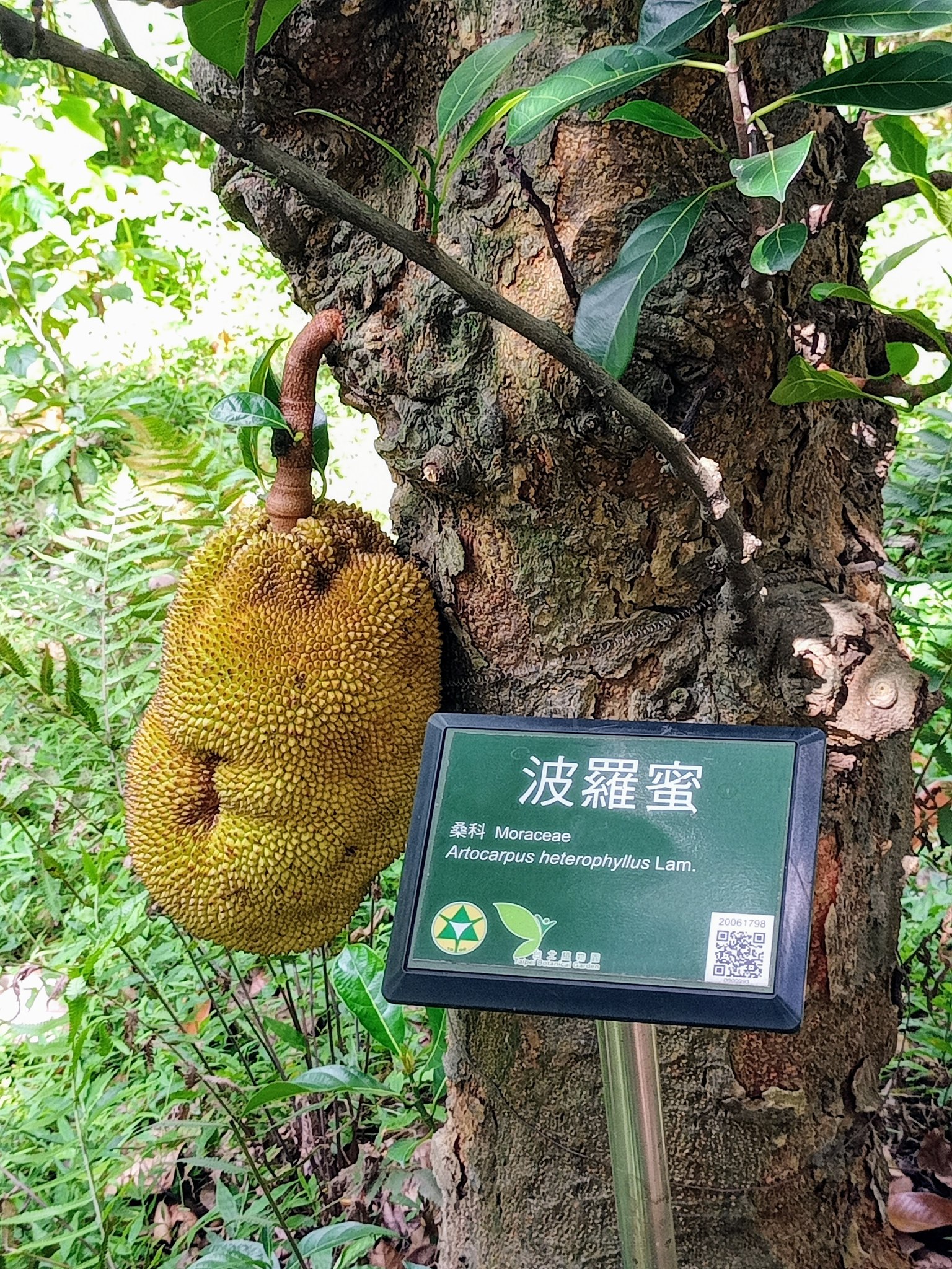 大波羅蜜果，大吉