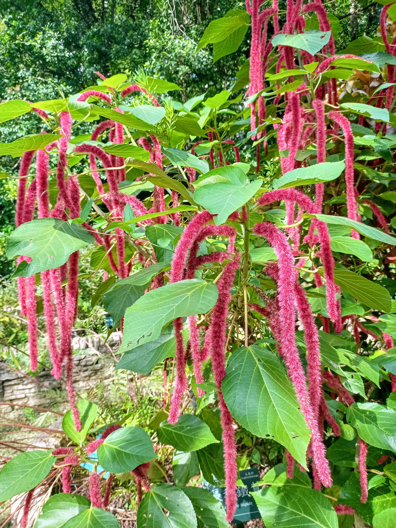 貓尾紅？狗尾紅