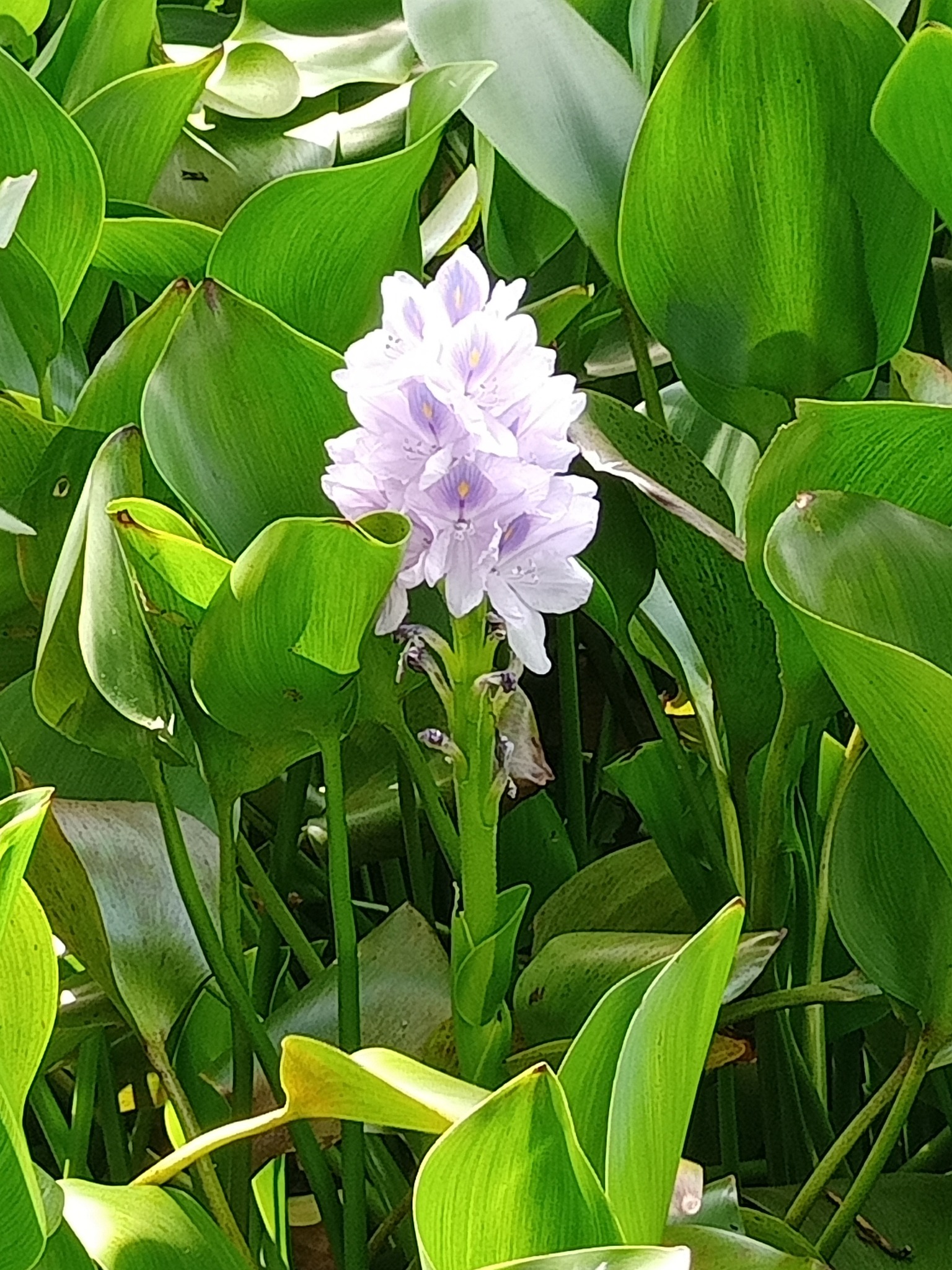 我愛布袋蓮炎熱天氣，在台北植物