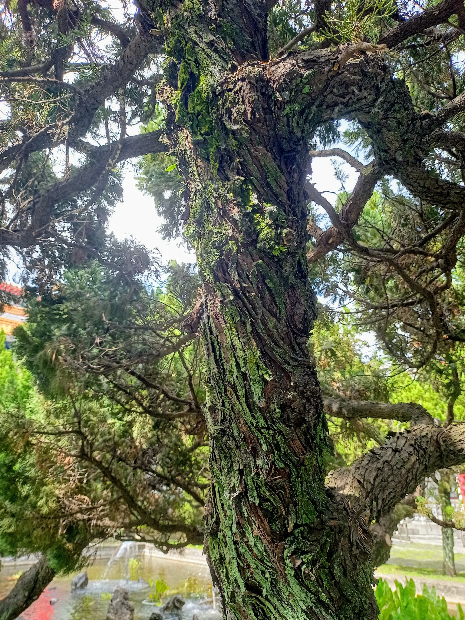 龍柏樹，有貞德