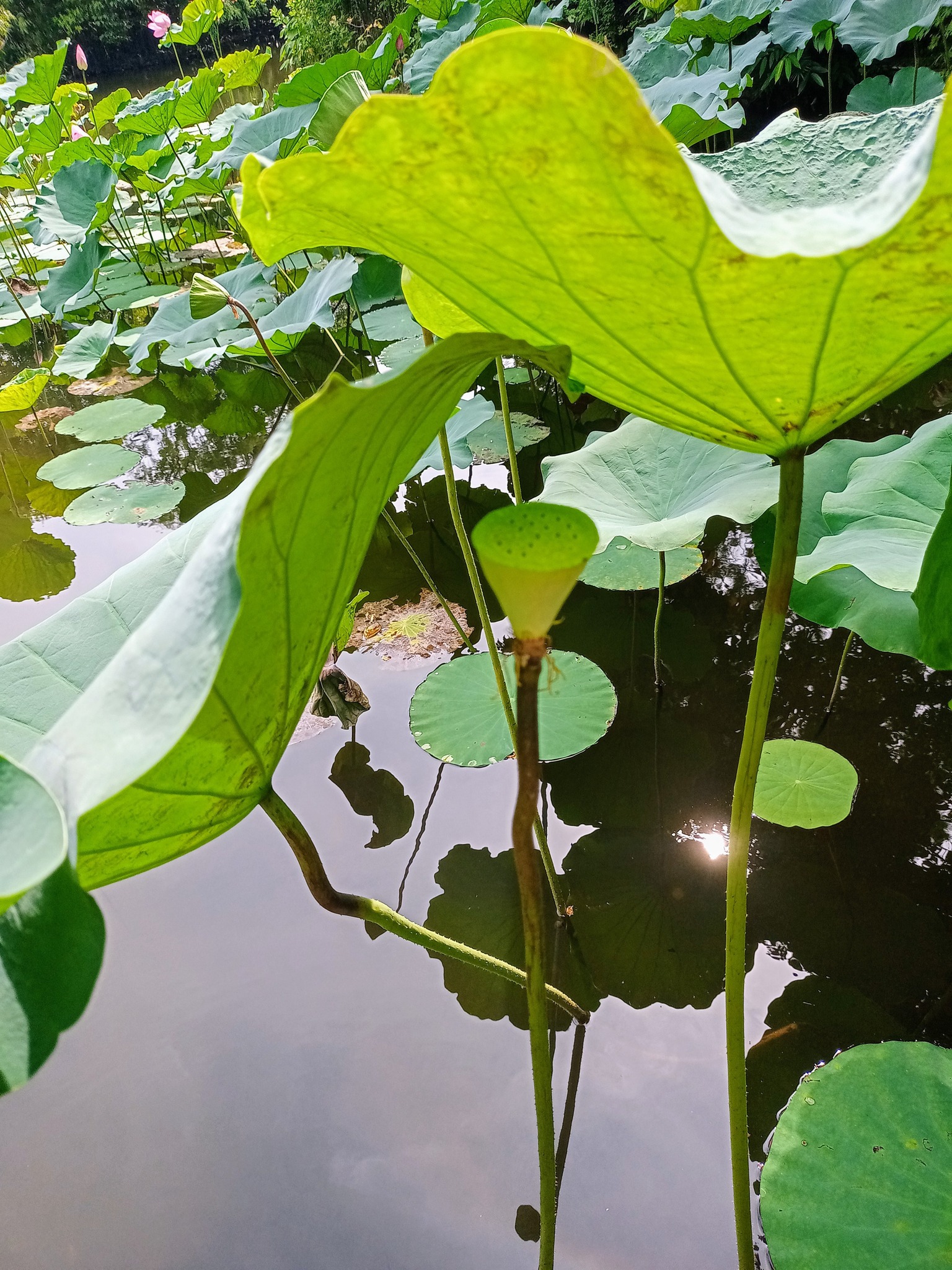 蓮花凋謝，蓮蓬生