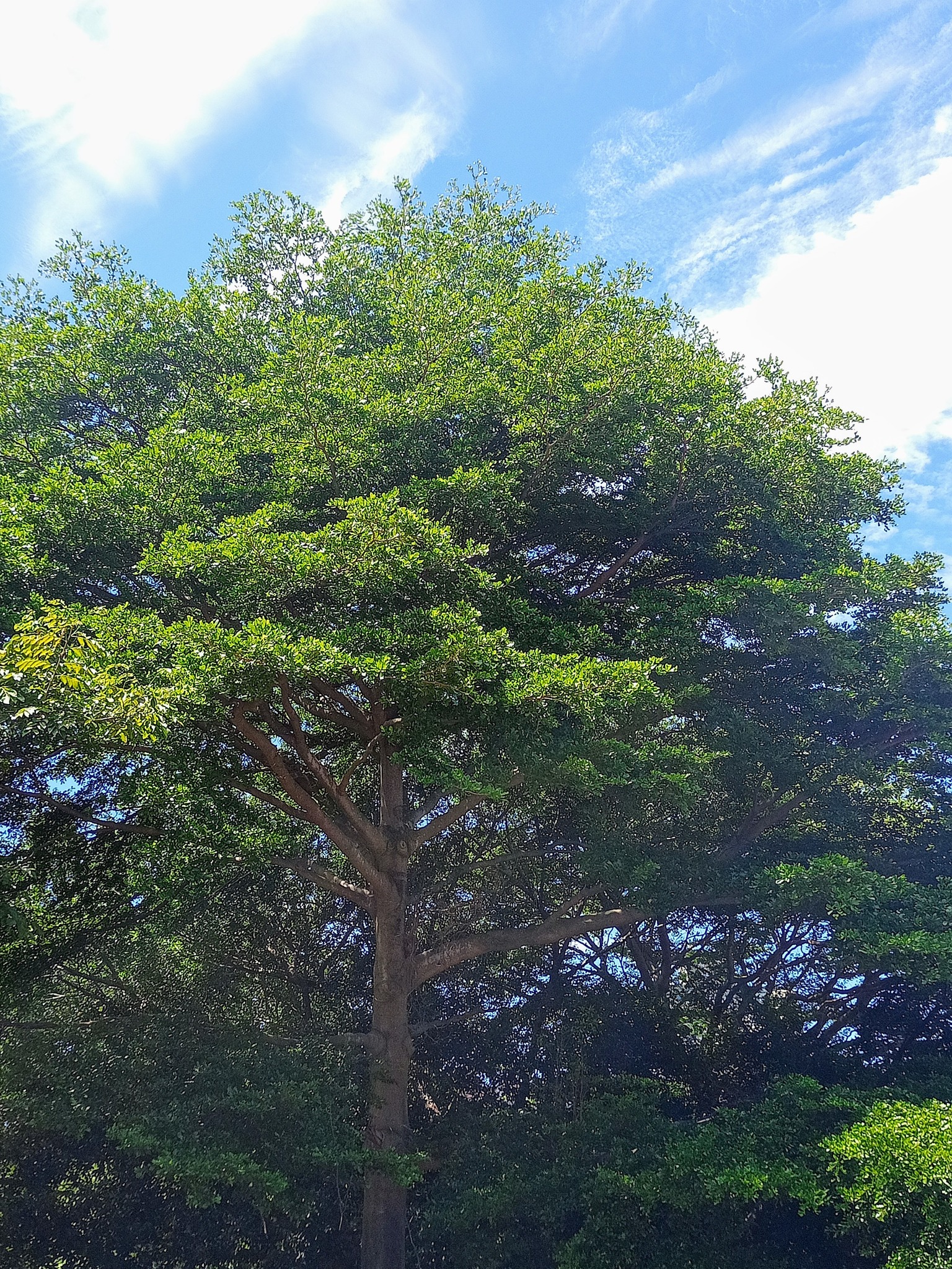 雨傘樹，禪意濃