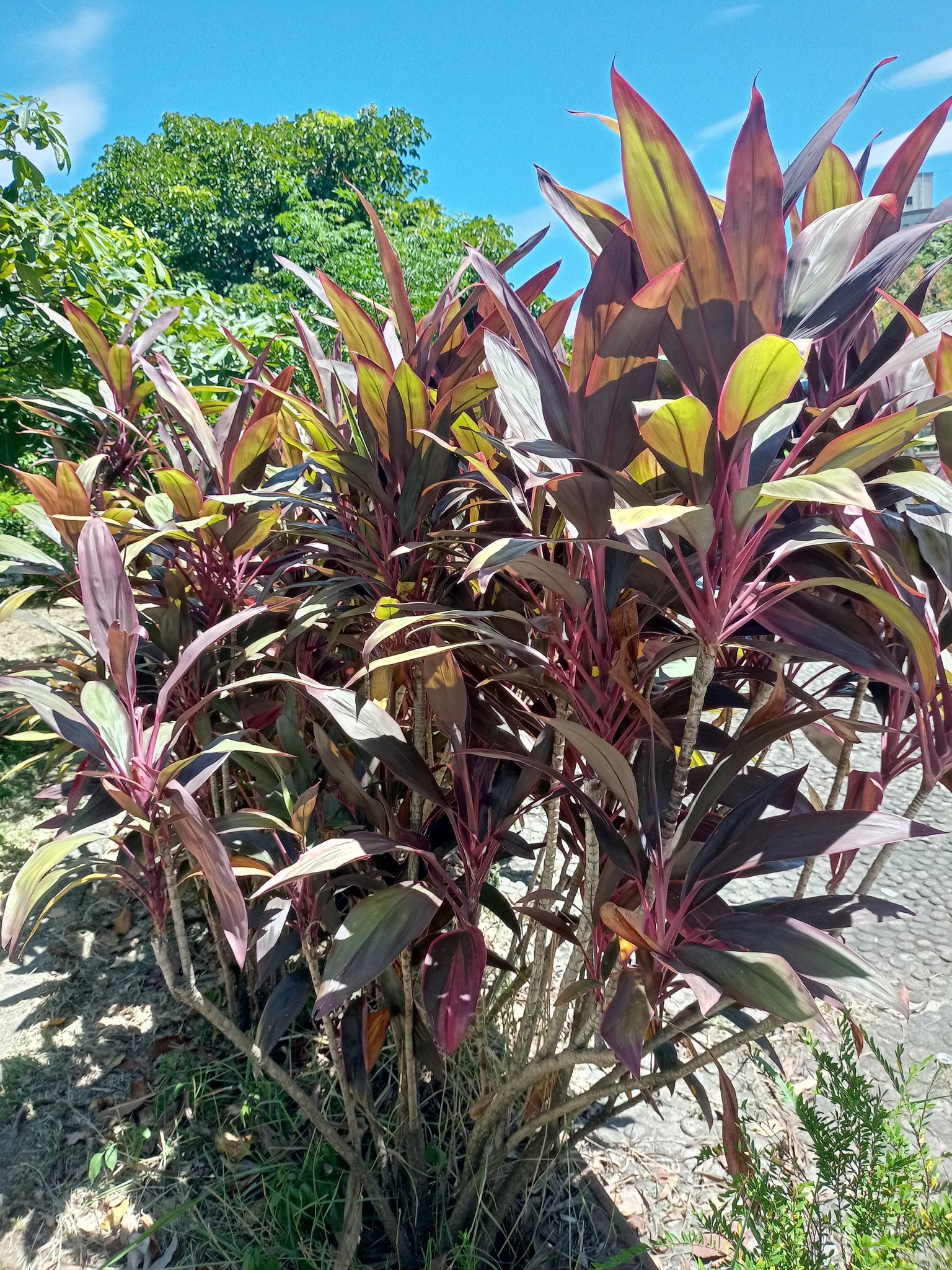 朱蕉，似竹似蕉