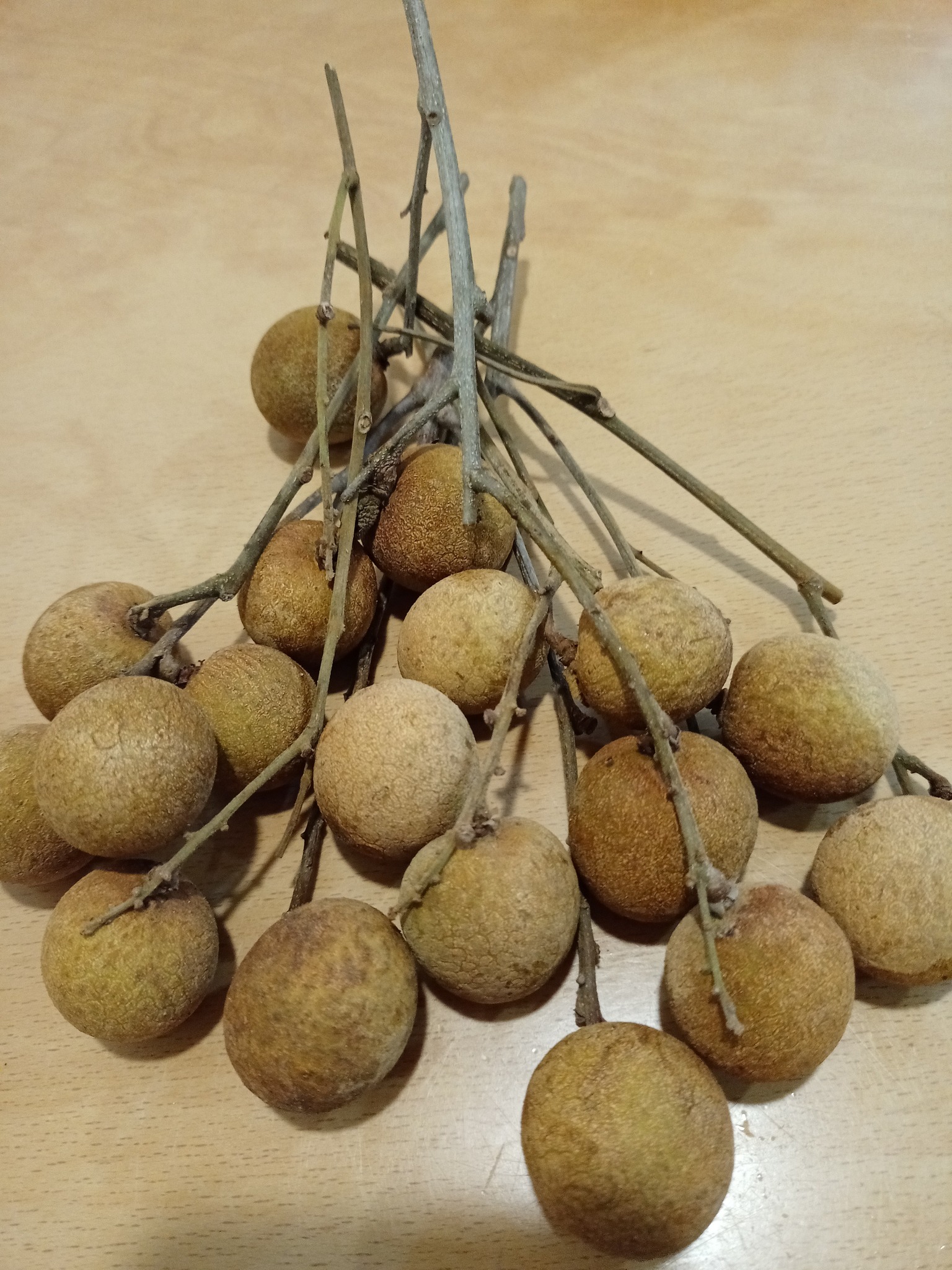 龍眼，益智珍果