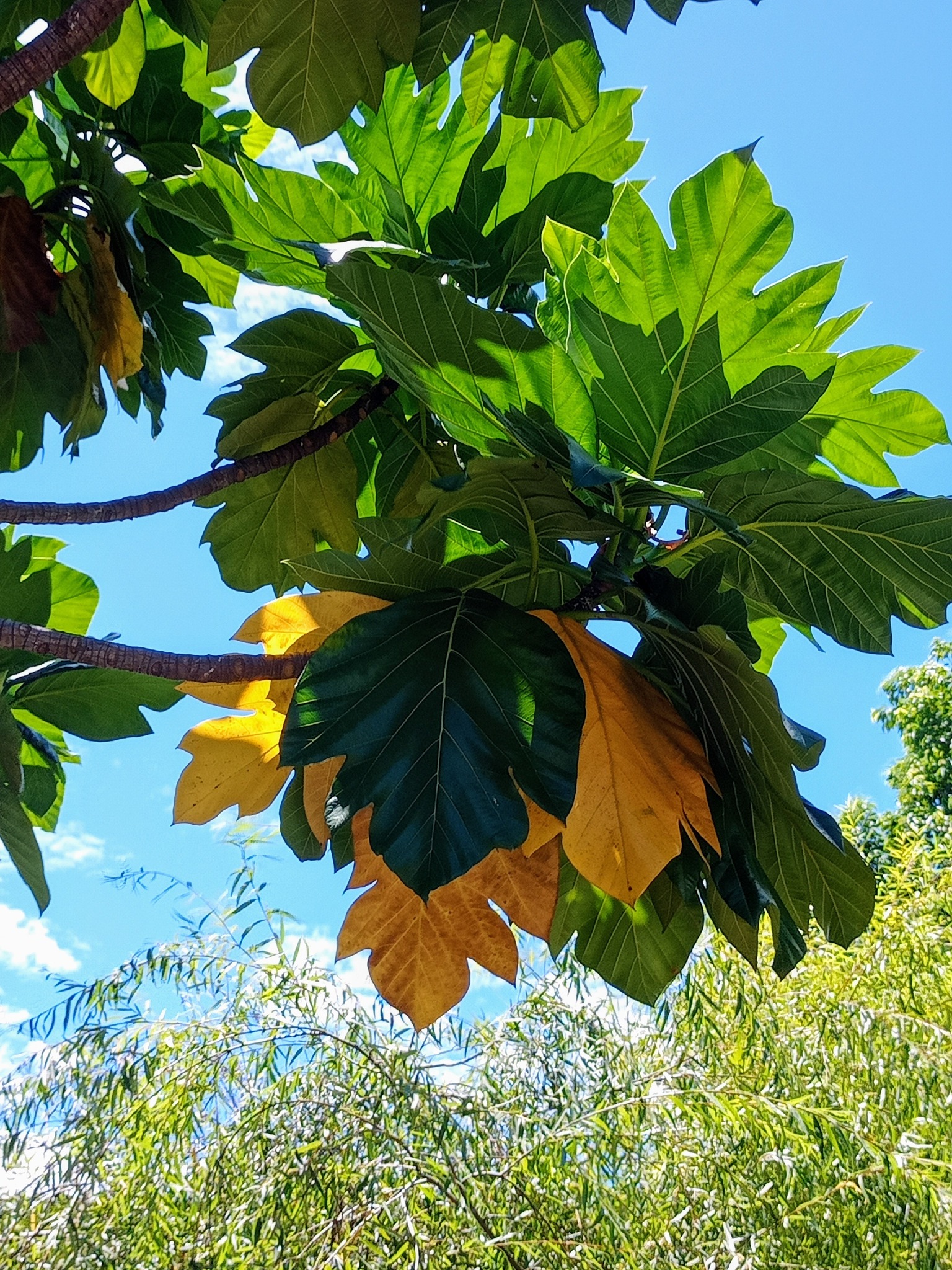 大綠葉包大黃葉
