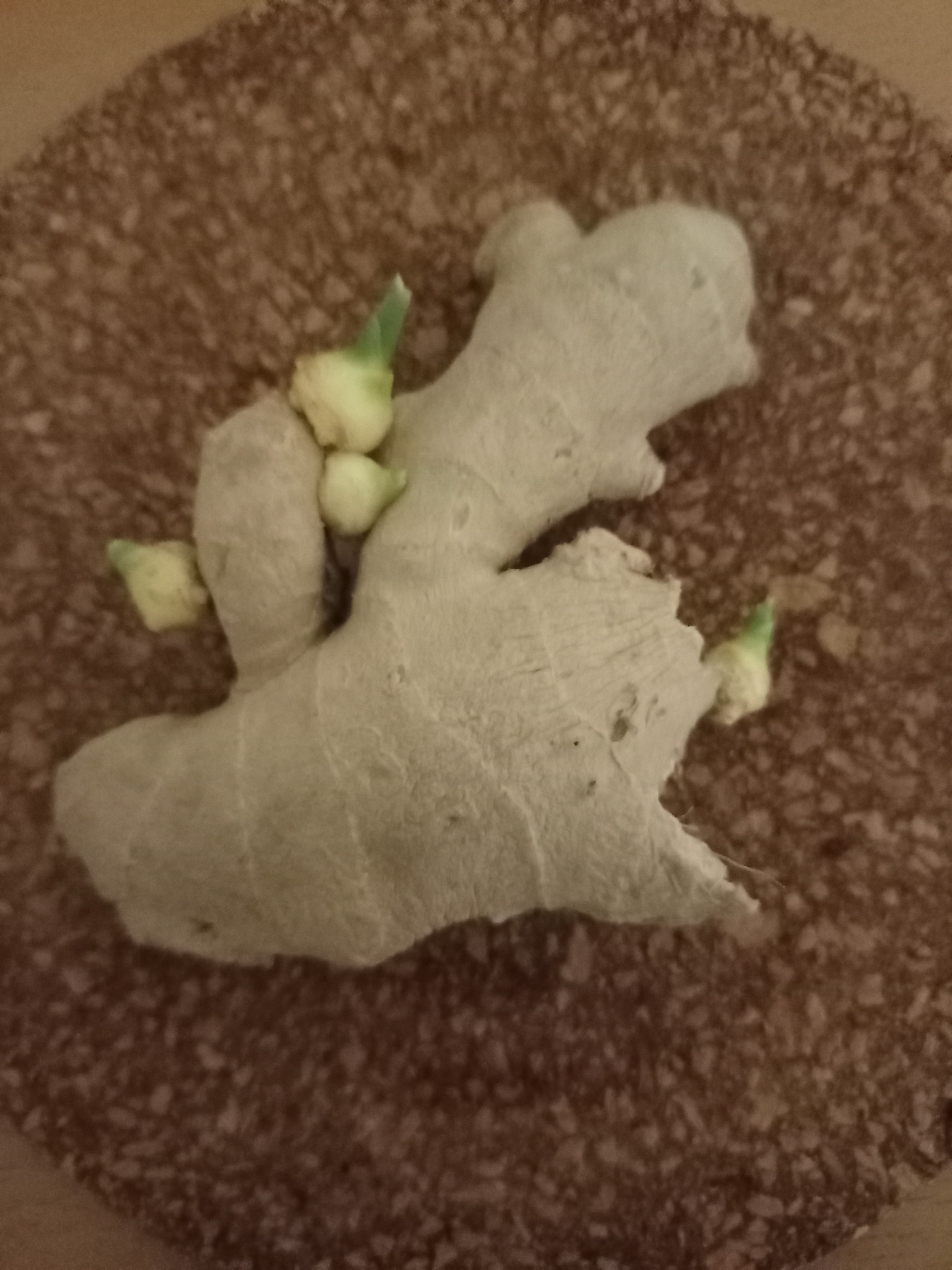 學孔子吃薑養生