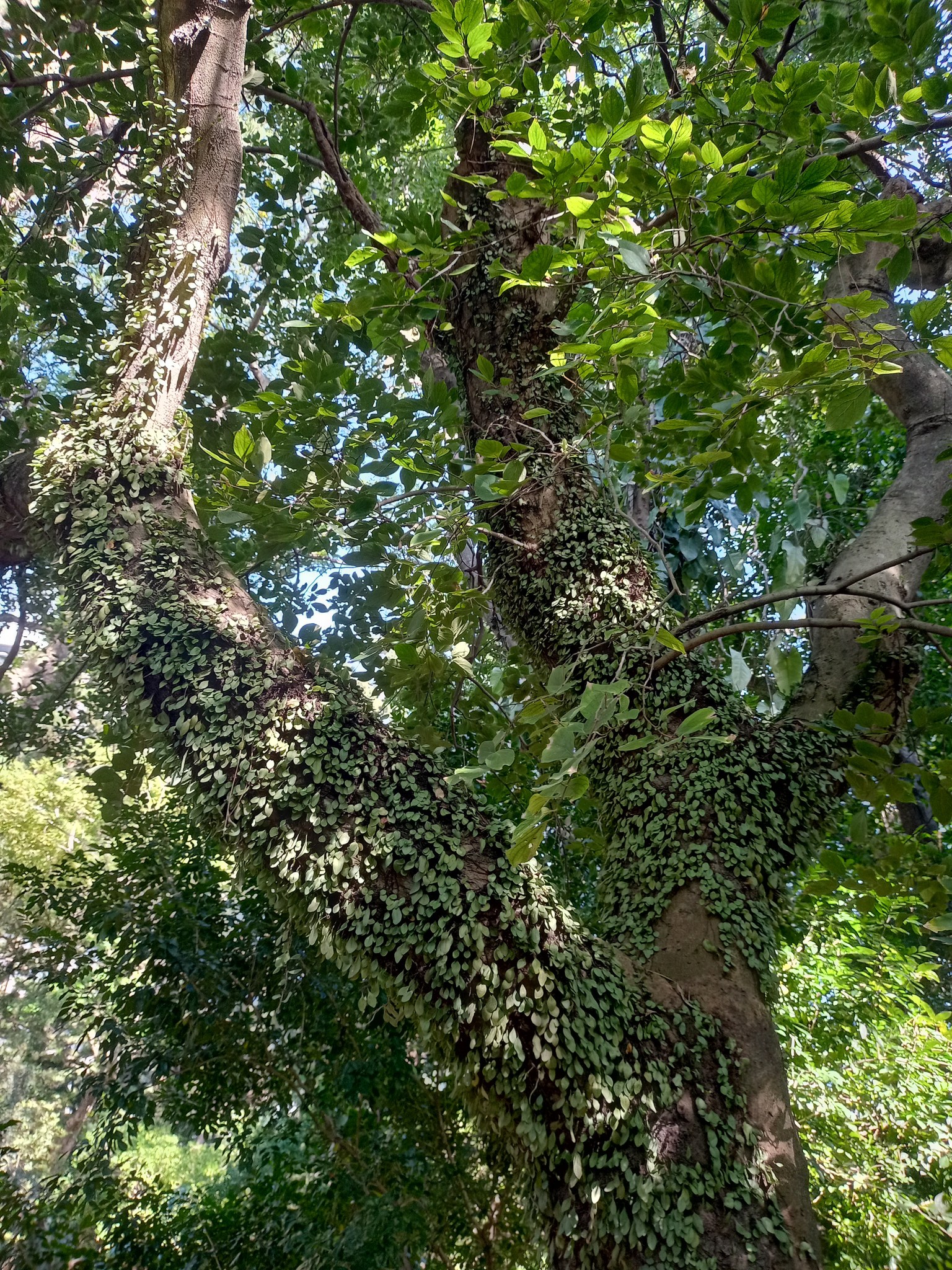 讚嘆朴樹古代祭天之木