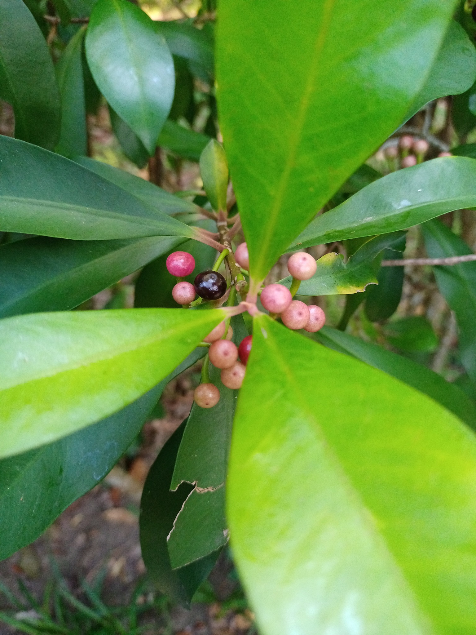 春不老，吉祥植物