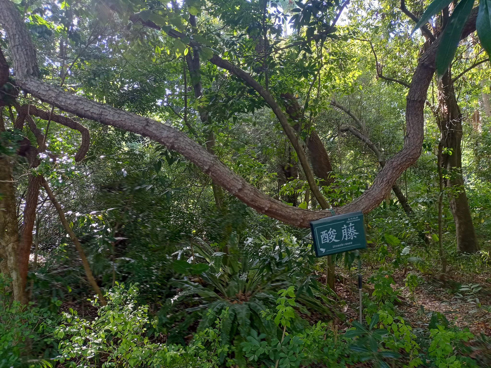 酸藤，台灣原生種
