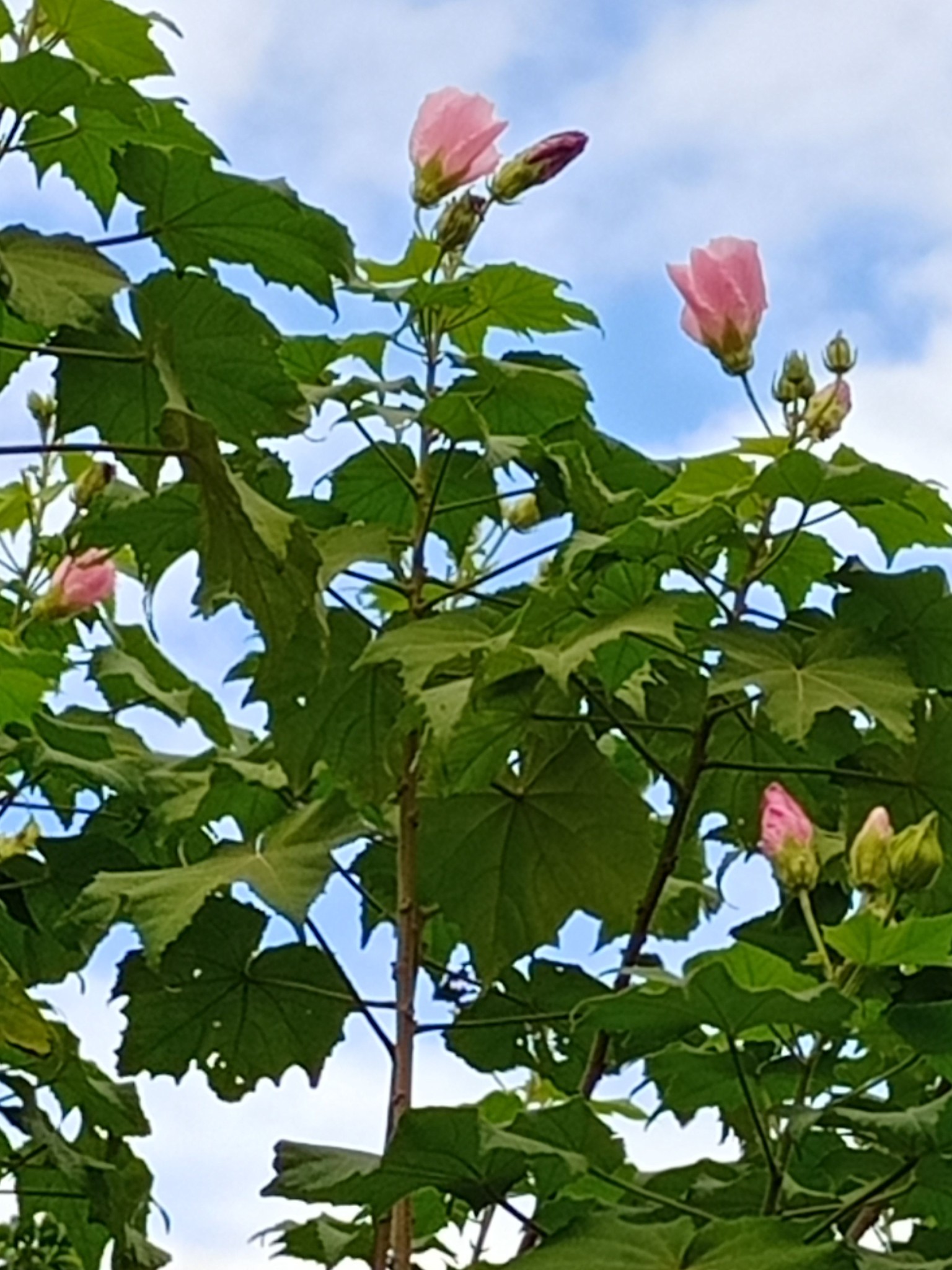 一日風情易變色的木芙蓉