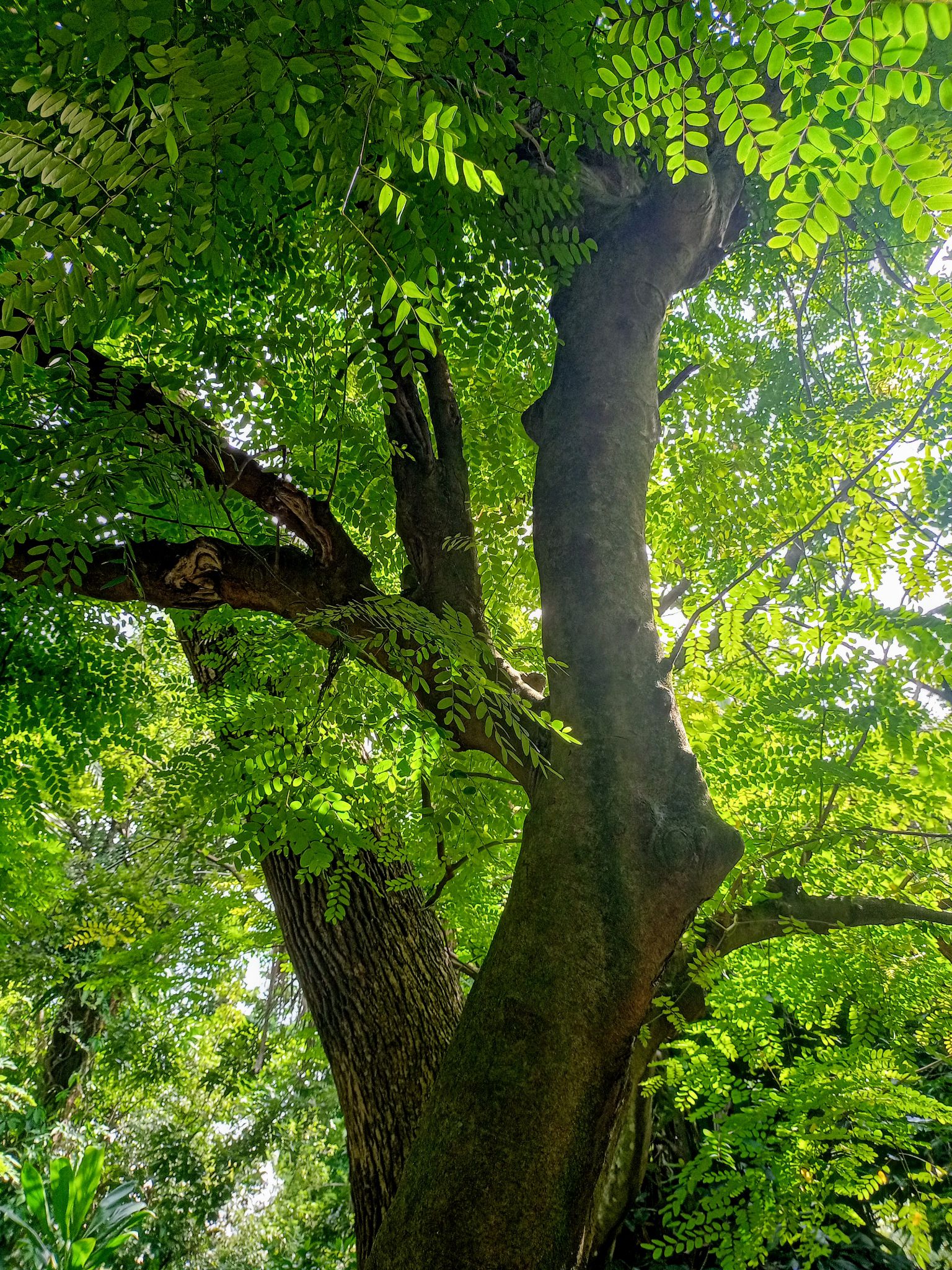 相思有三物孔雀豆獨尊