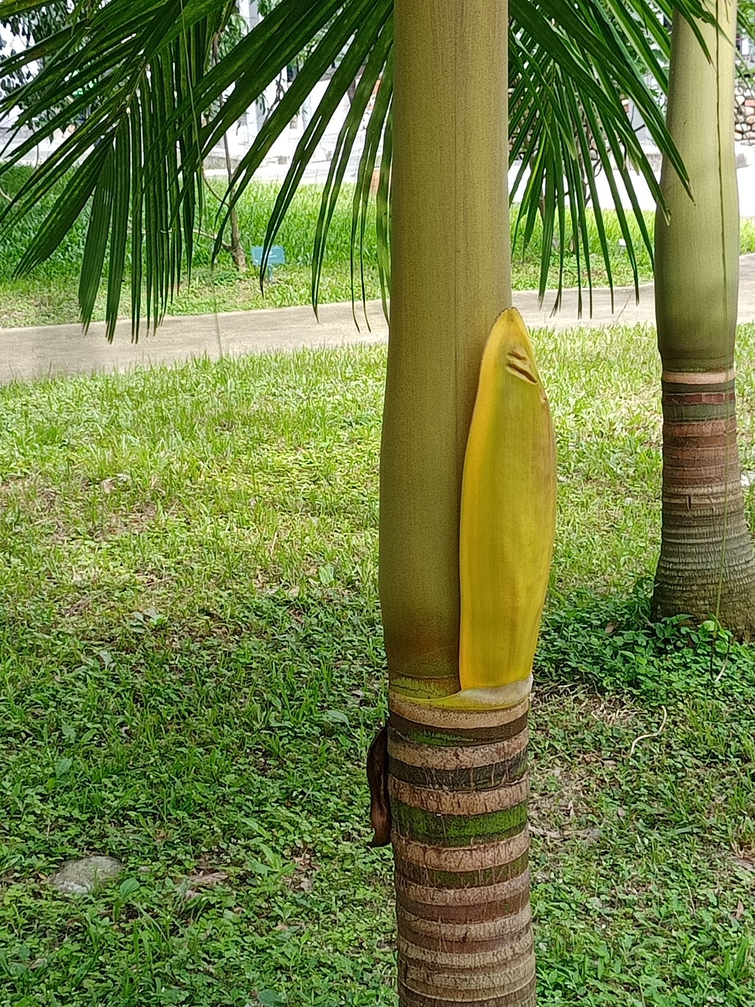 山檳榔不是山上的檳榔