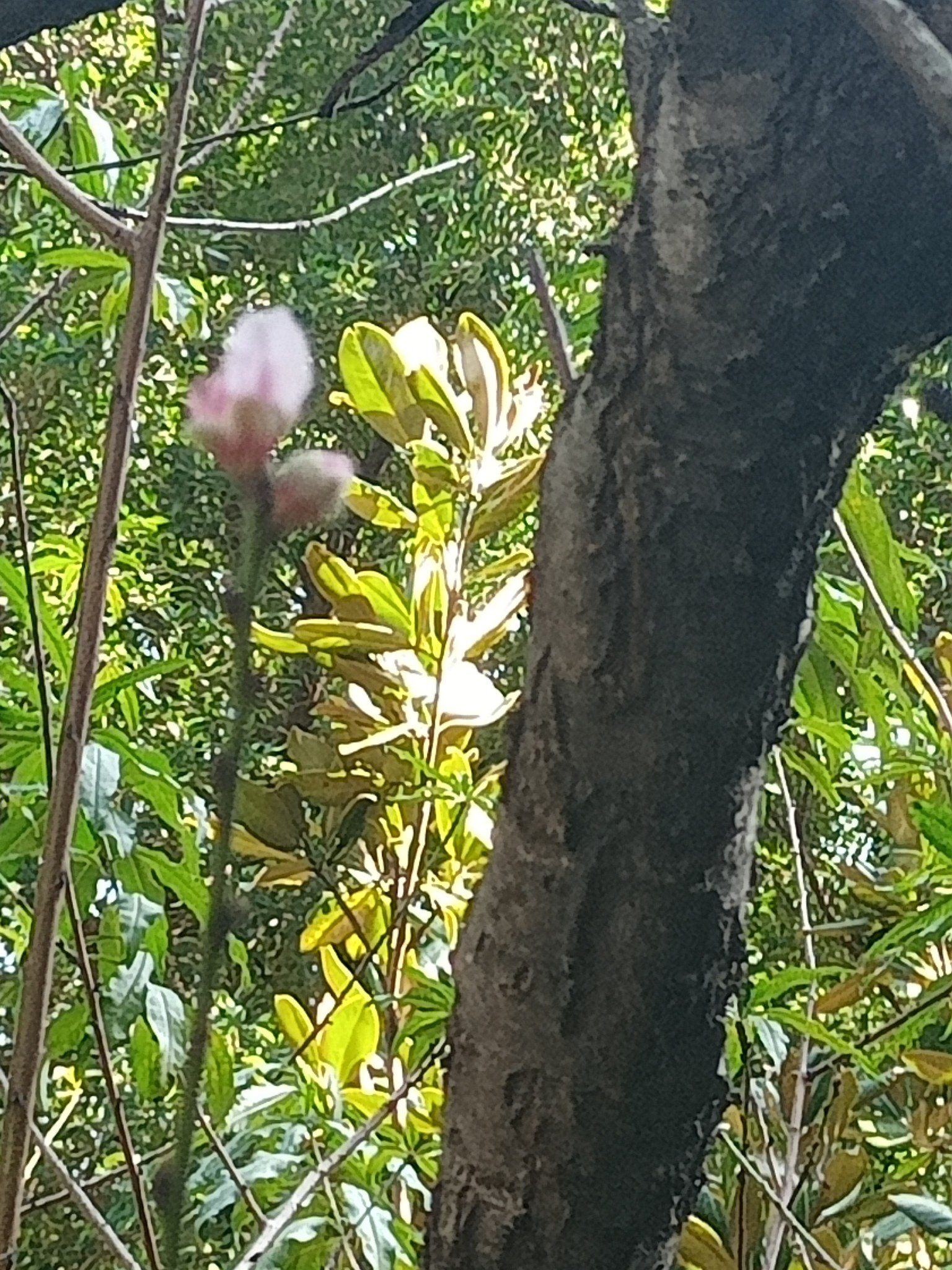 驚艷一支桃花開