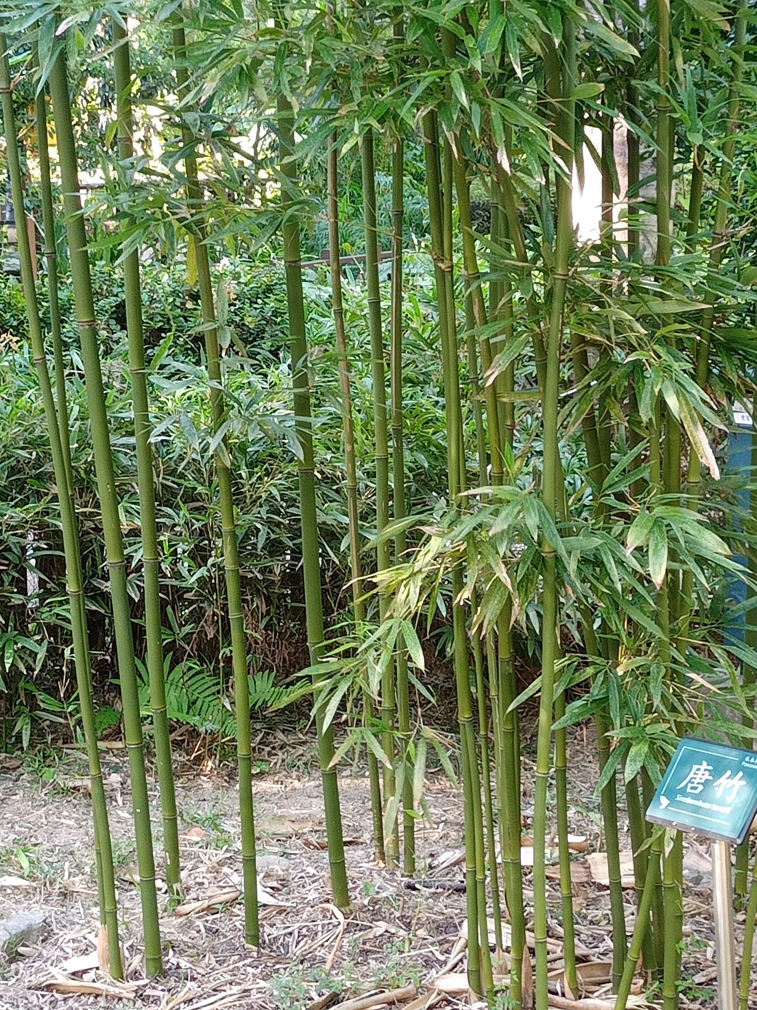 唐竹，君子苦味