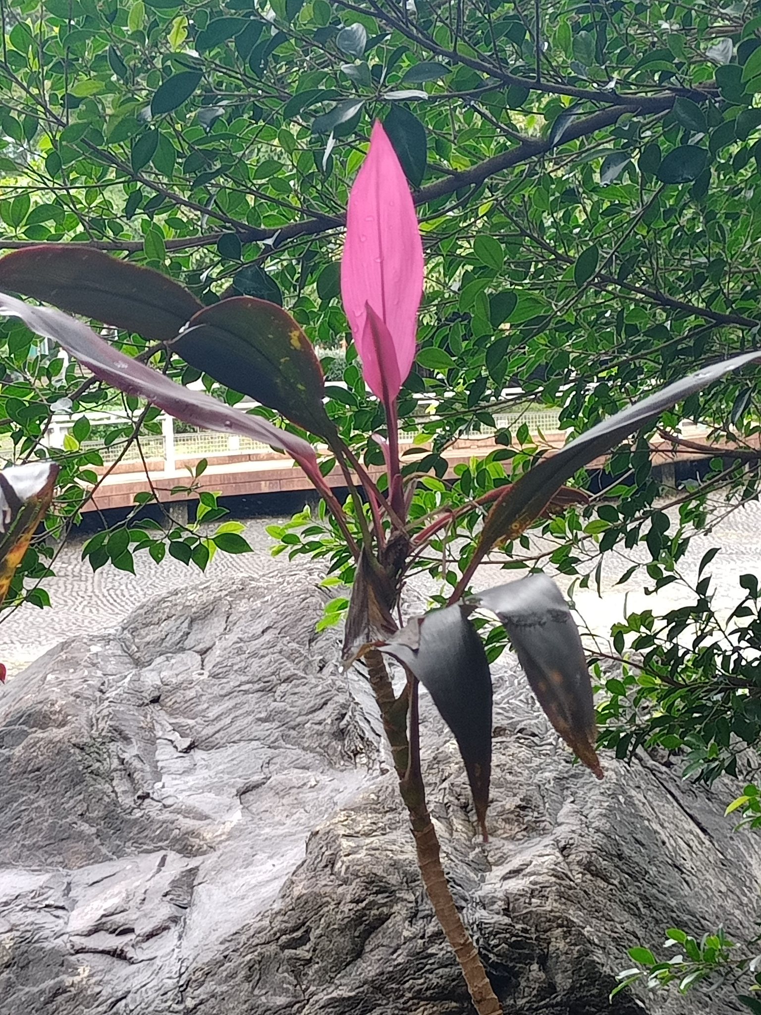 歲末年初一葉紅