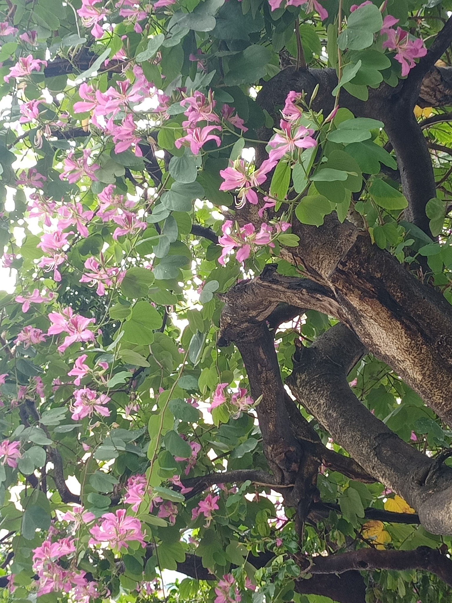 豔紫荊，喜氣吉祥