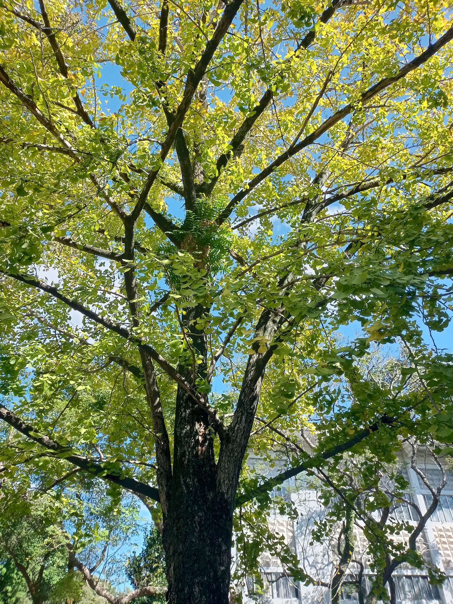 滿樹金黃葉驚艷銀杏樹