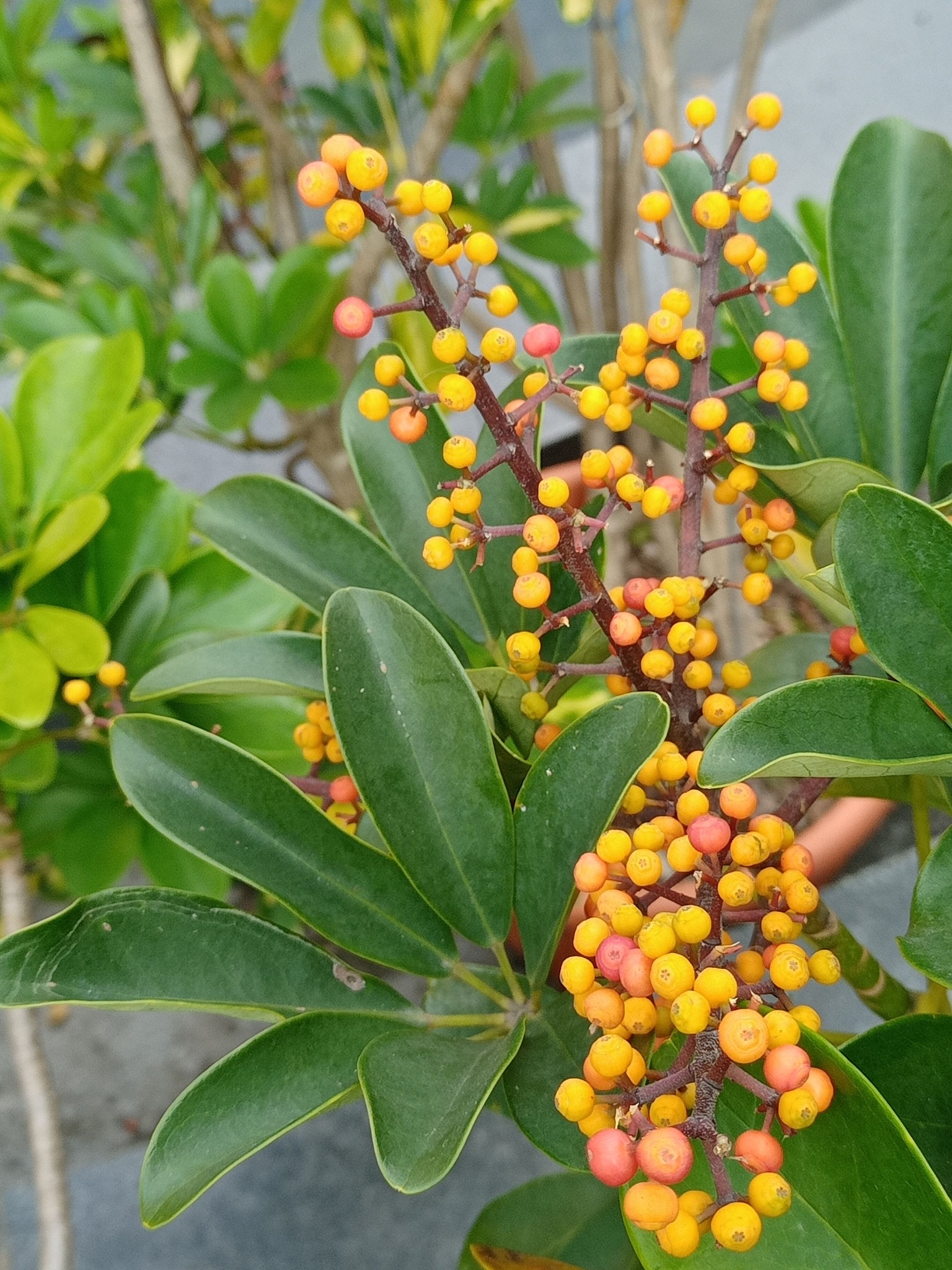 鵝掌藤吐金黃果