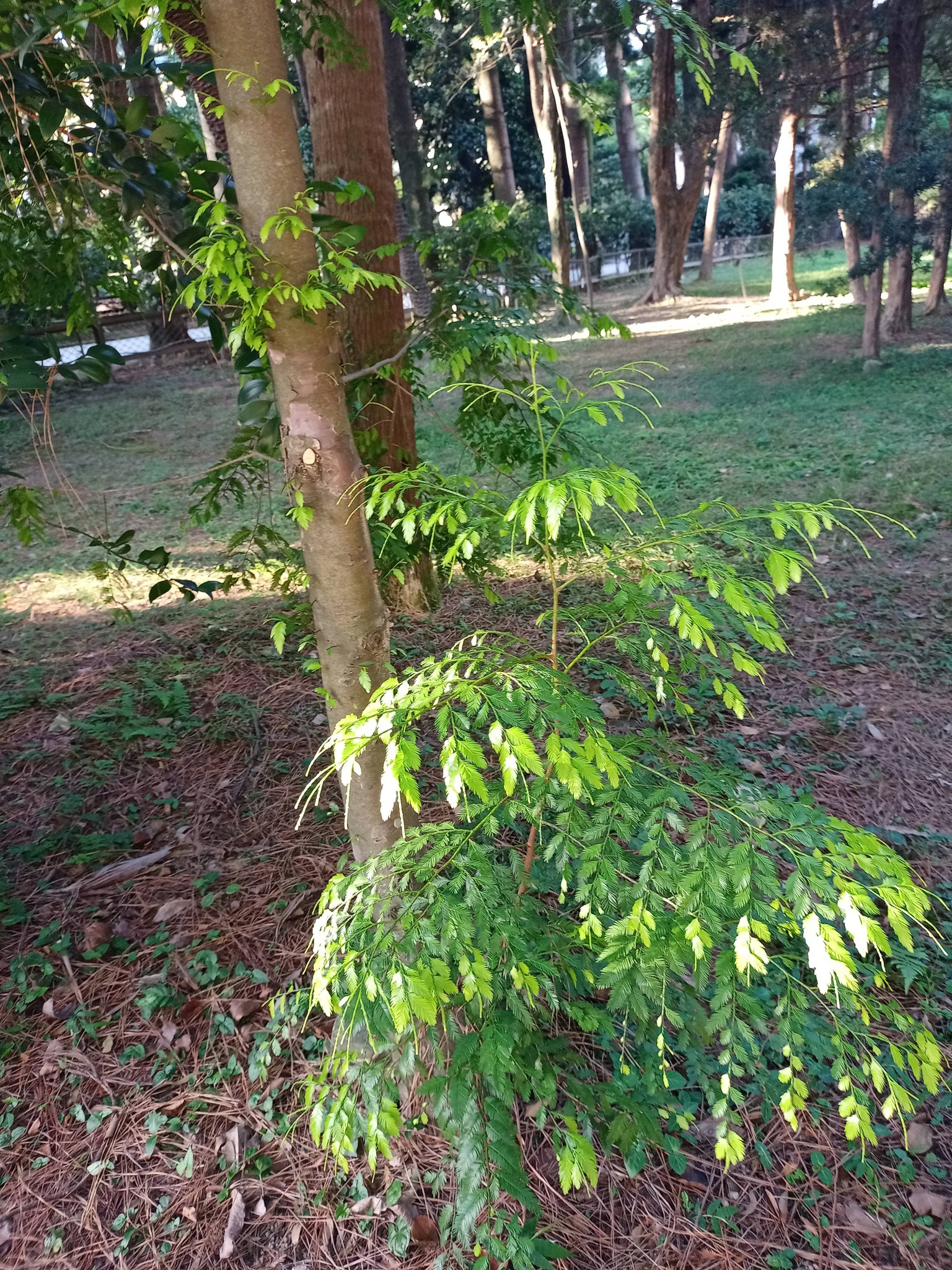 雞毛松，怪樹名