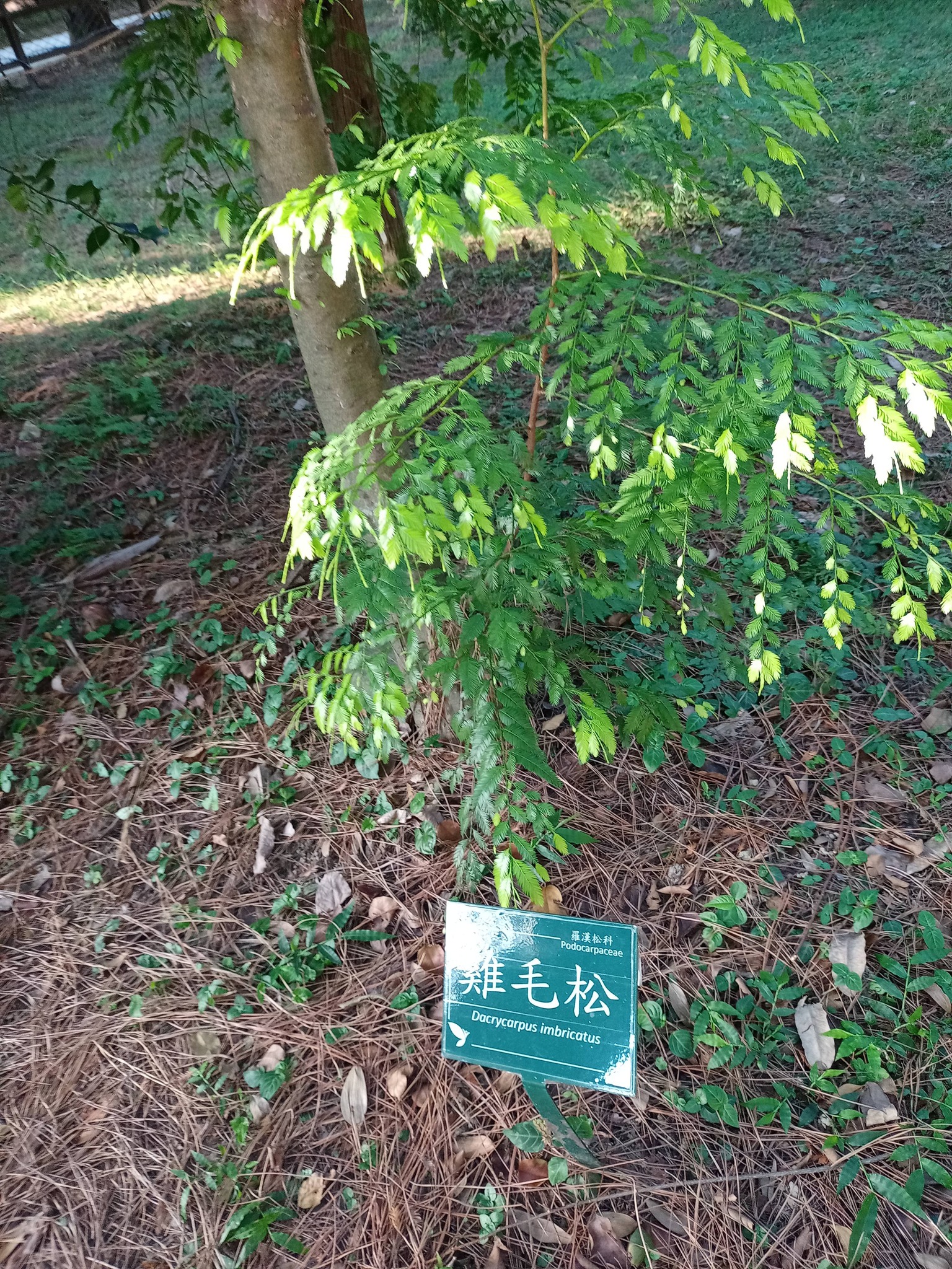 雞毛松，怪樹名
